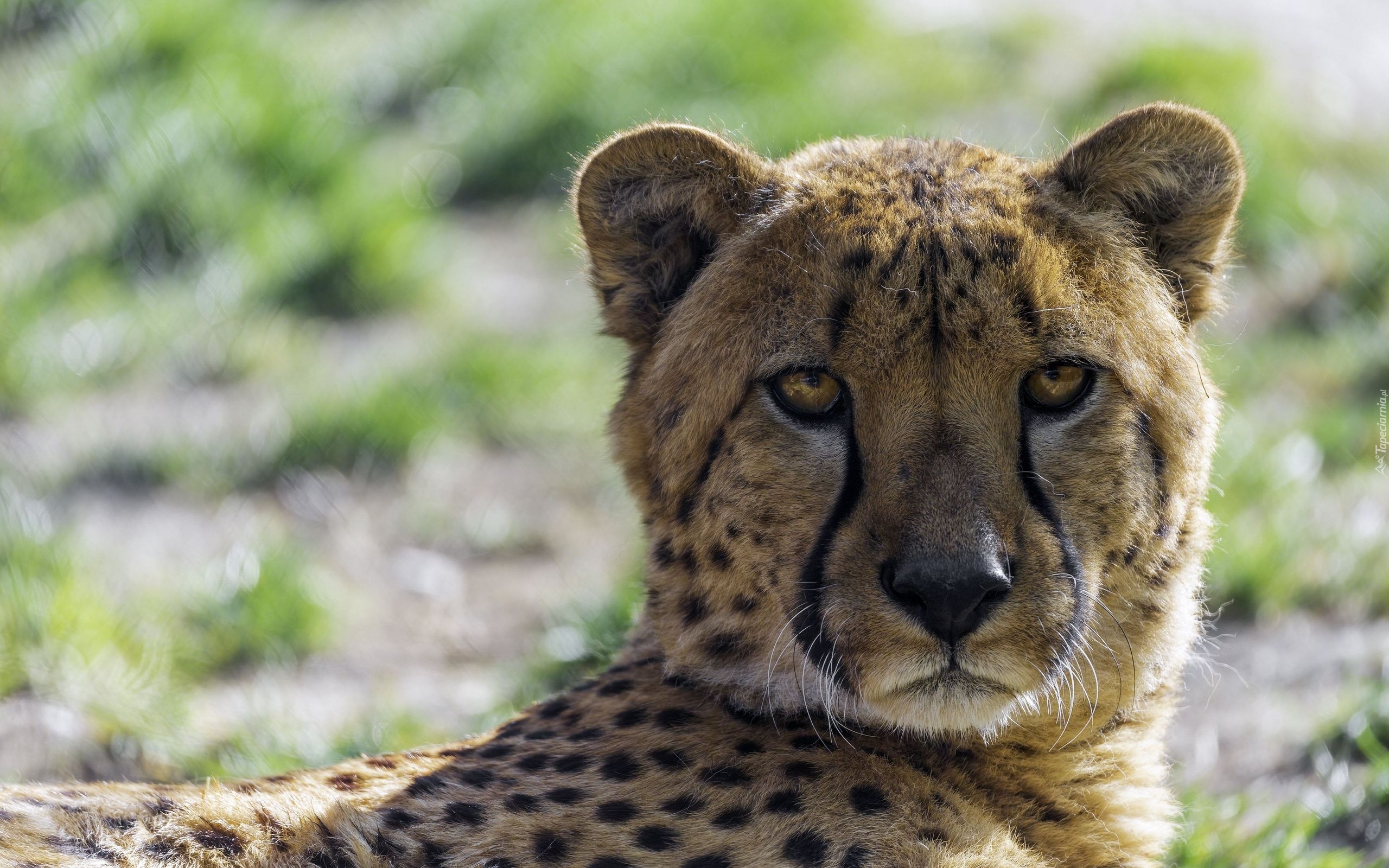 Gepard, Spojrzenie, Drapieżnik