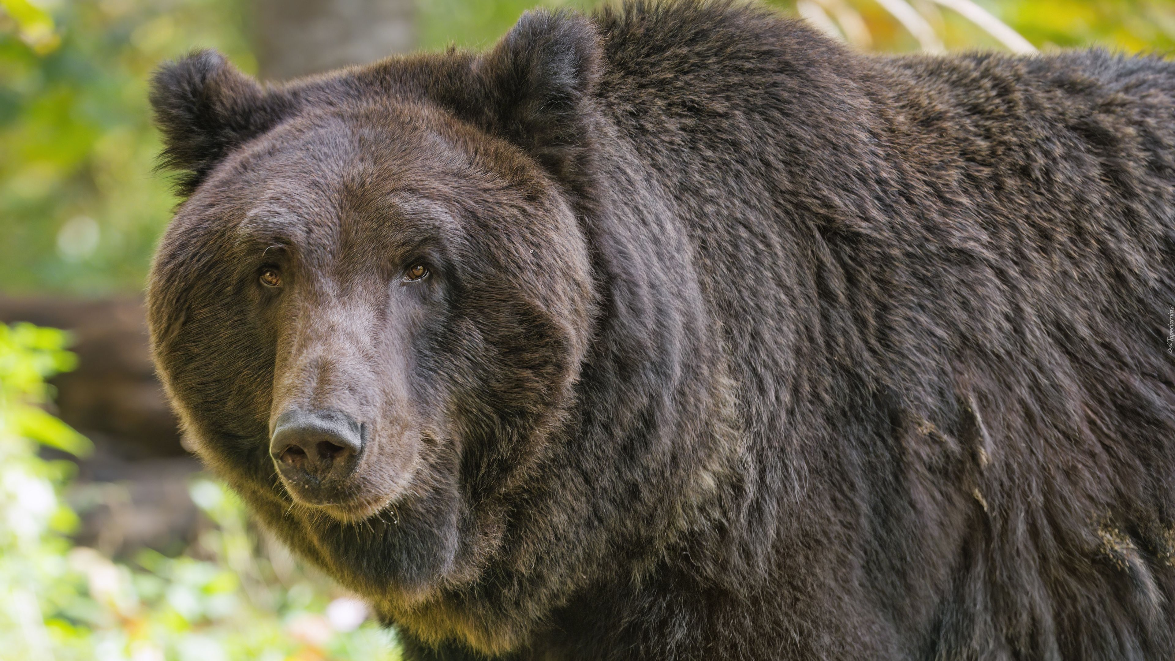 Niedźwiedź brunatny, Spojrzenie