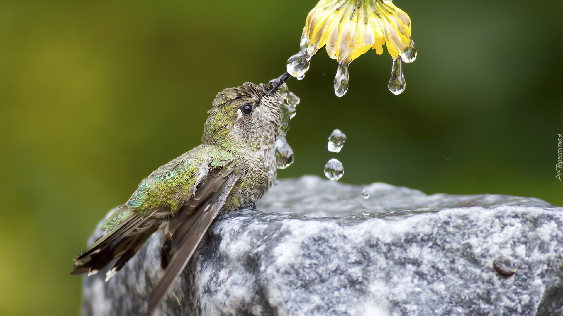 Koliber, Kwiat, Woda, Krople