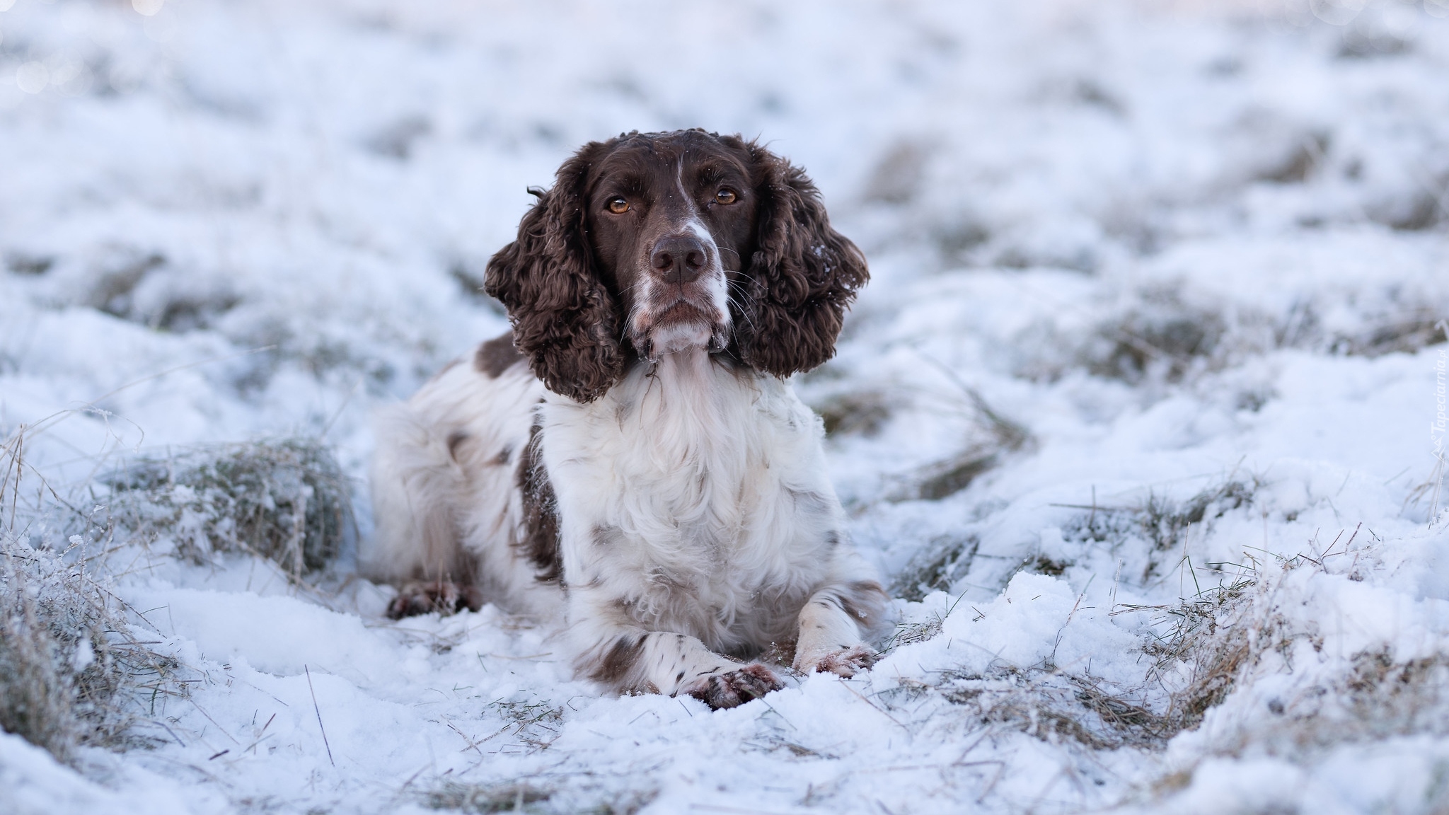 Pies, Biało-brązowy, Springer spaniel angielski, Śnieg