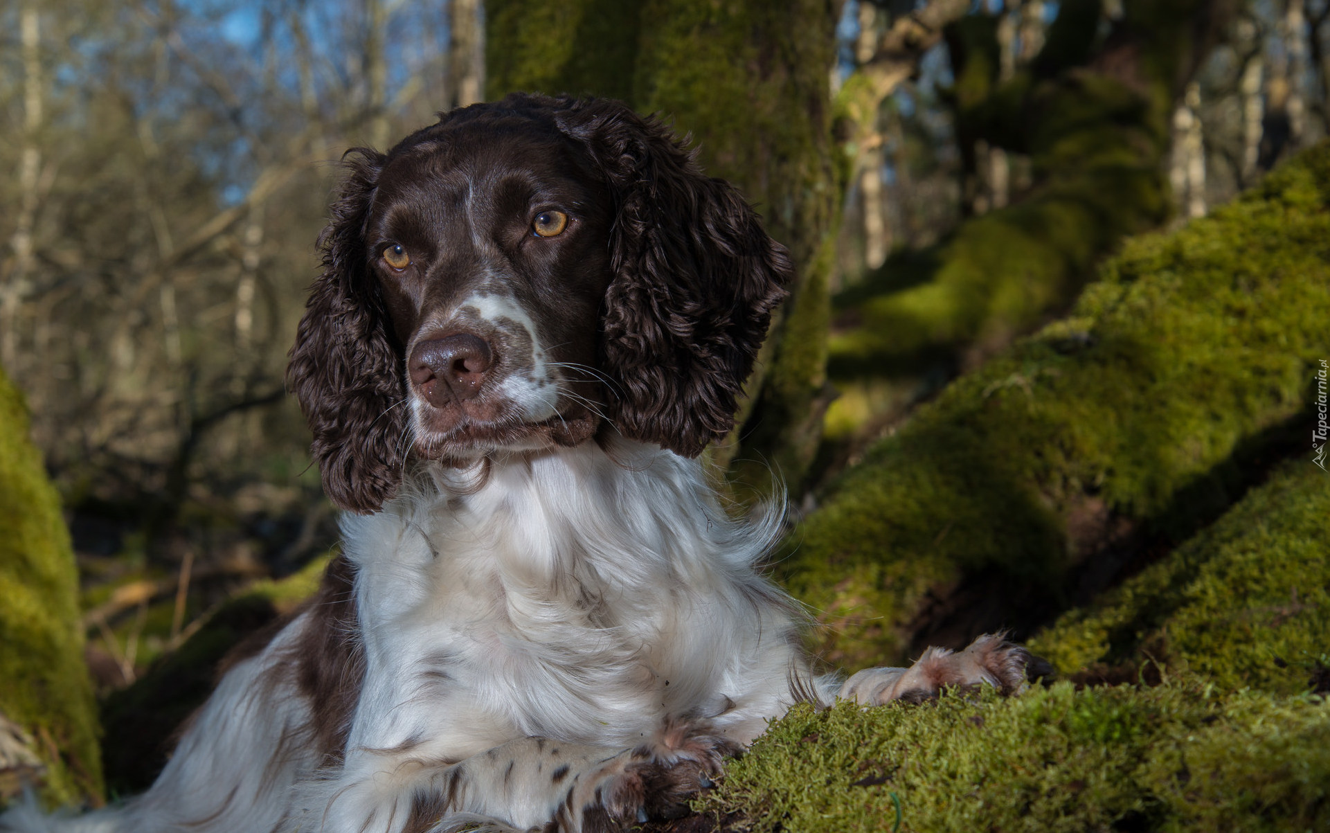 Springer spaniel angielski, Mordka, Drzewa, Mech