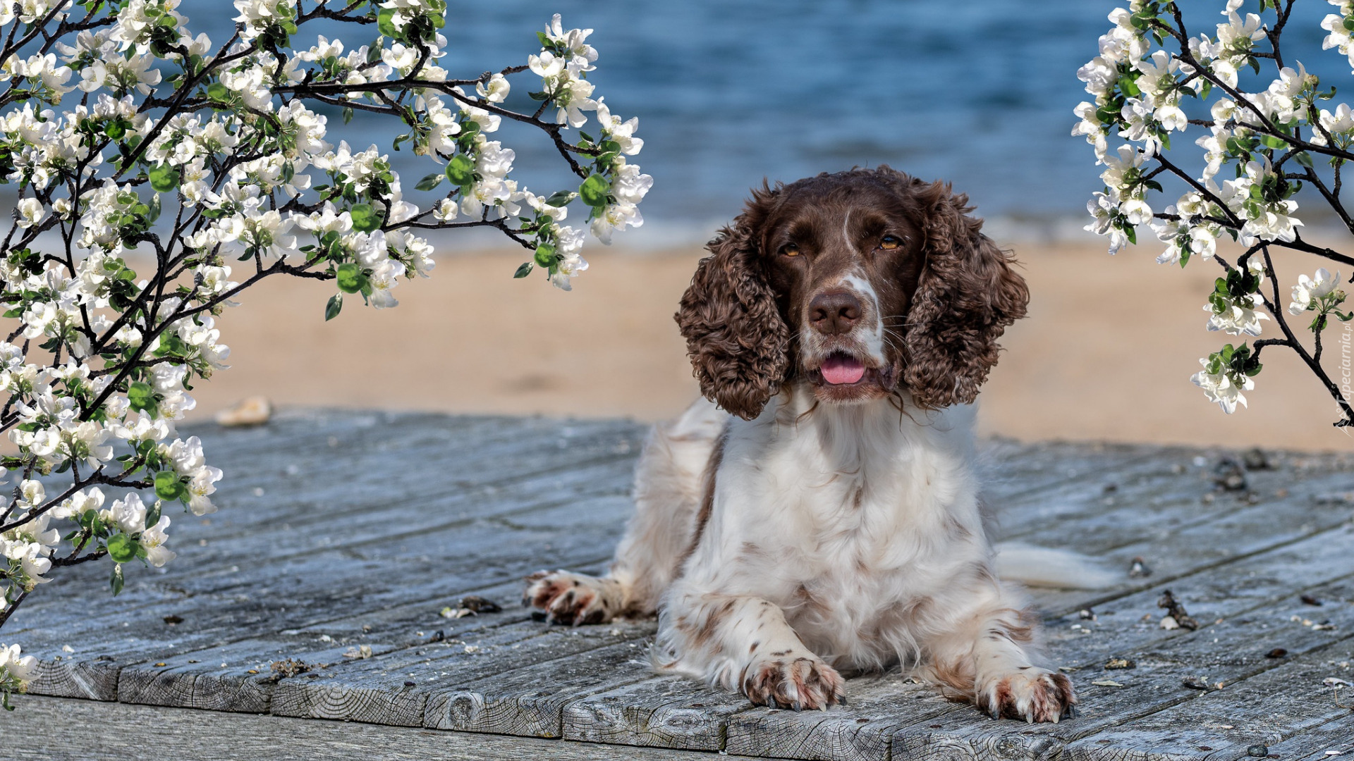 Pies, Springer spaniel angielski, Deski, Okwiecone, Gałązki