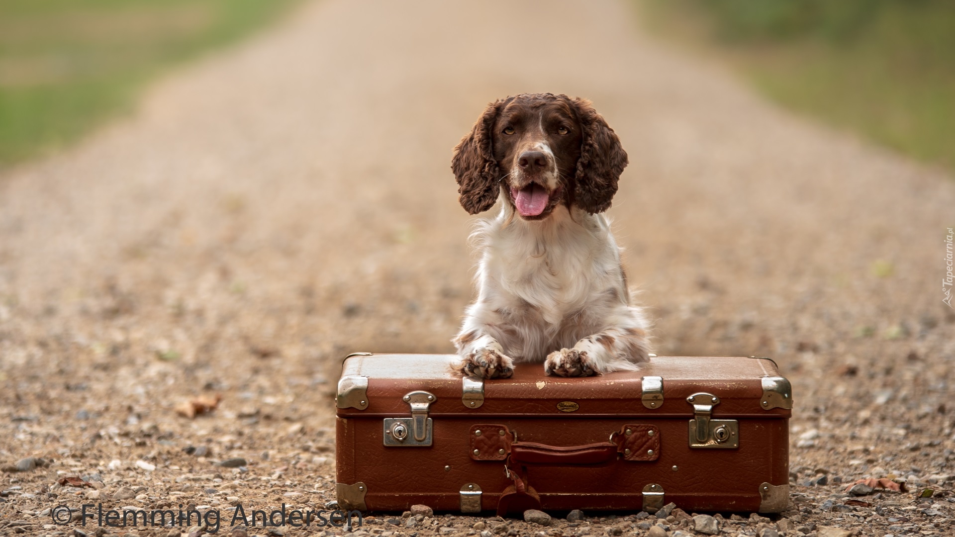 Pies, Springer spaniel angielski, Walizka, Droga