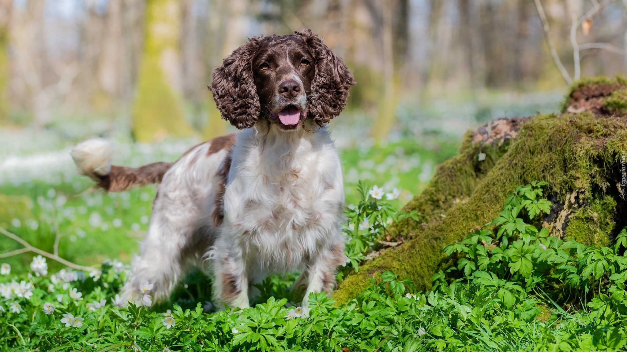 Pies, Springer spaniel angielski, Trawa, Mech