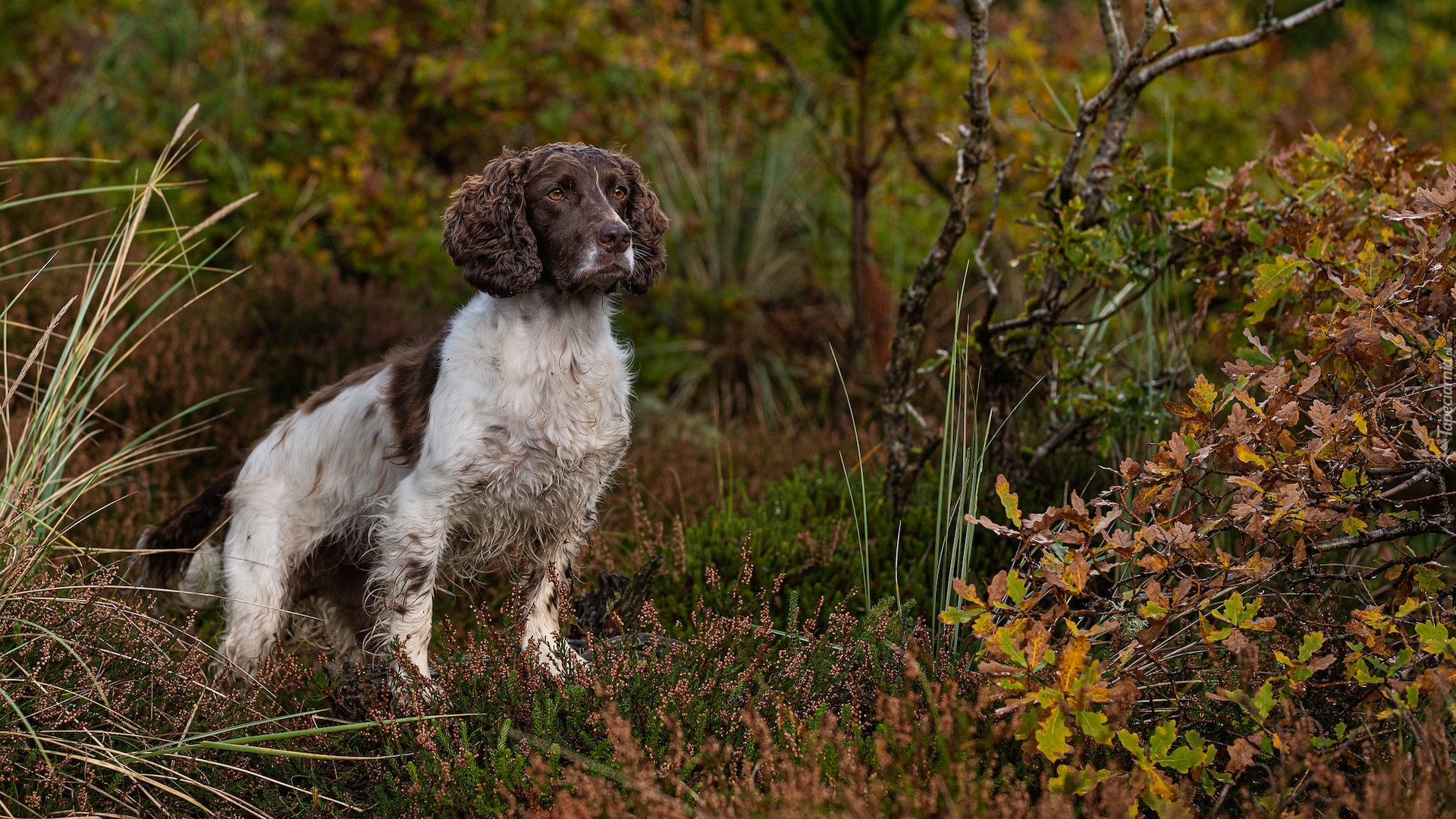 Pies, Springer spaniel angielski, Roślinność, Jesień