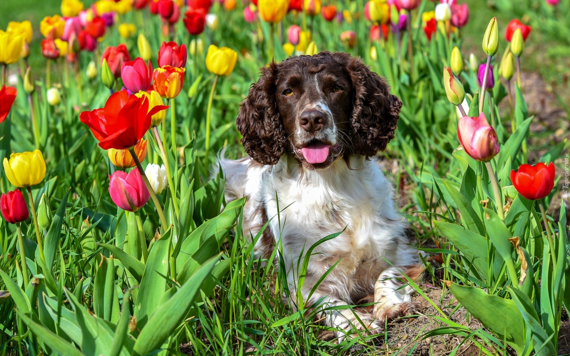 Springer spaniel angielski, Tulipany