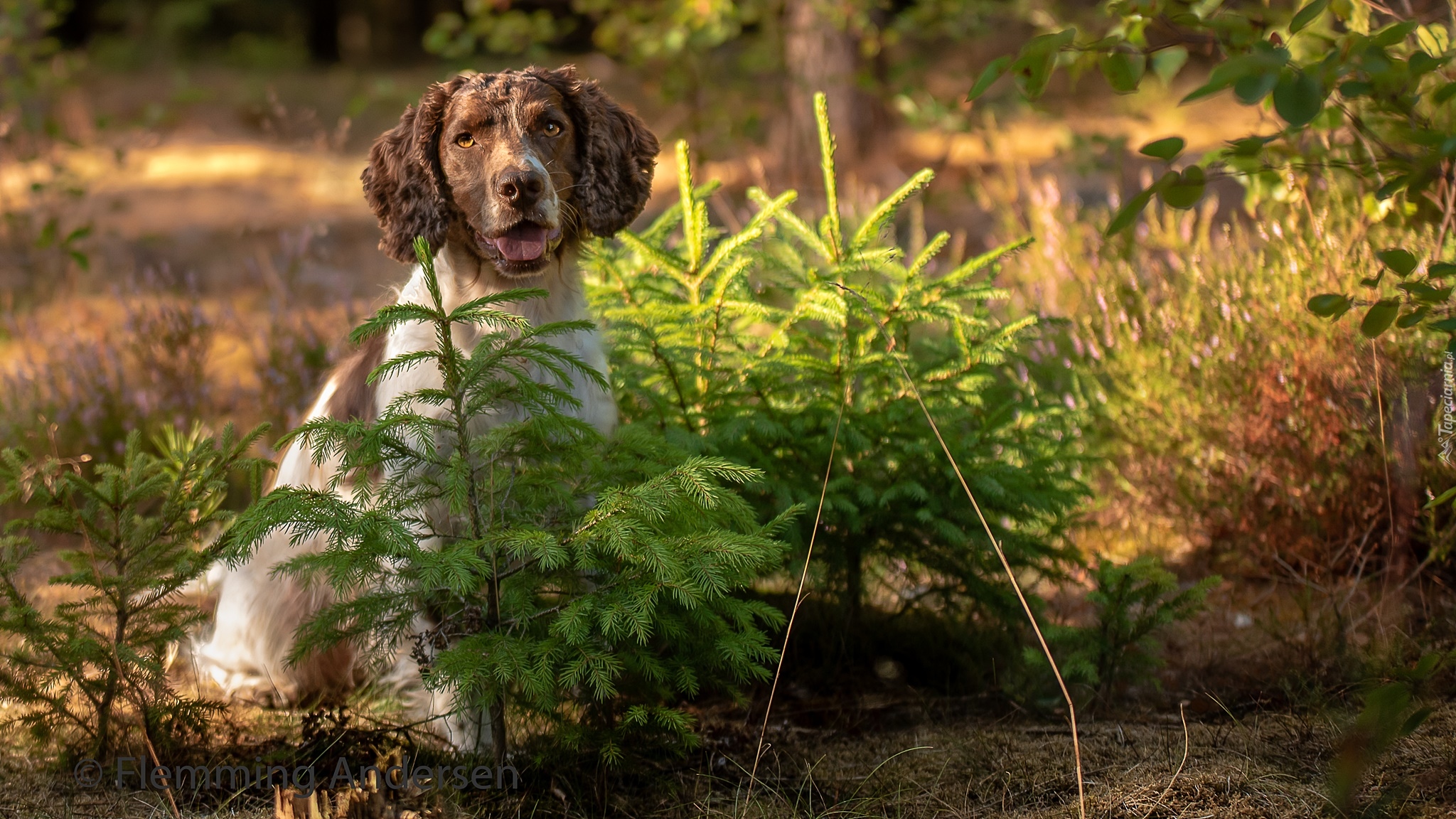 Pies, Springer spaniel angielski, Las, Drzewka, Świerki, Łąka, Kwiaty