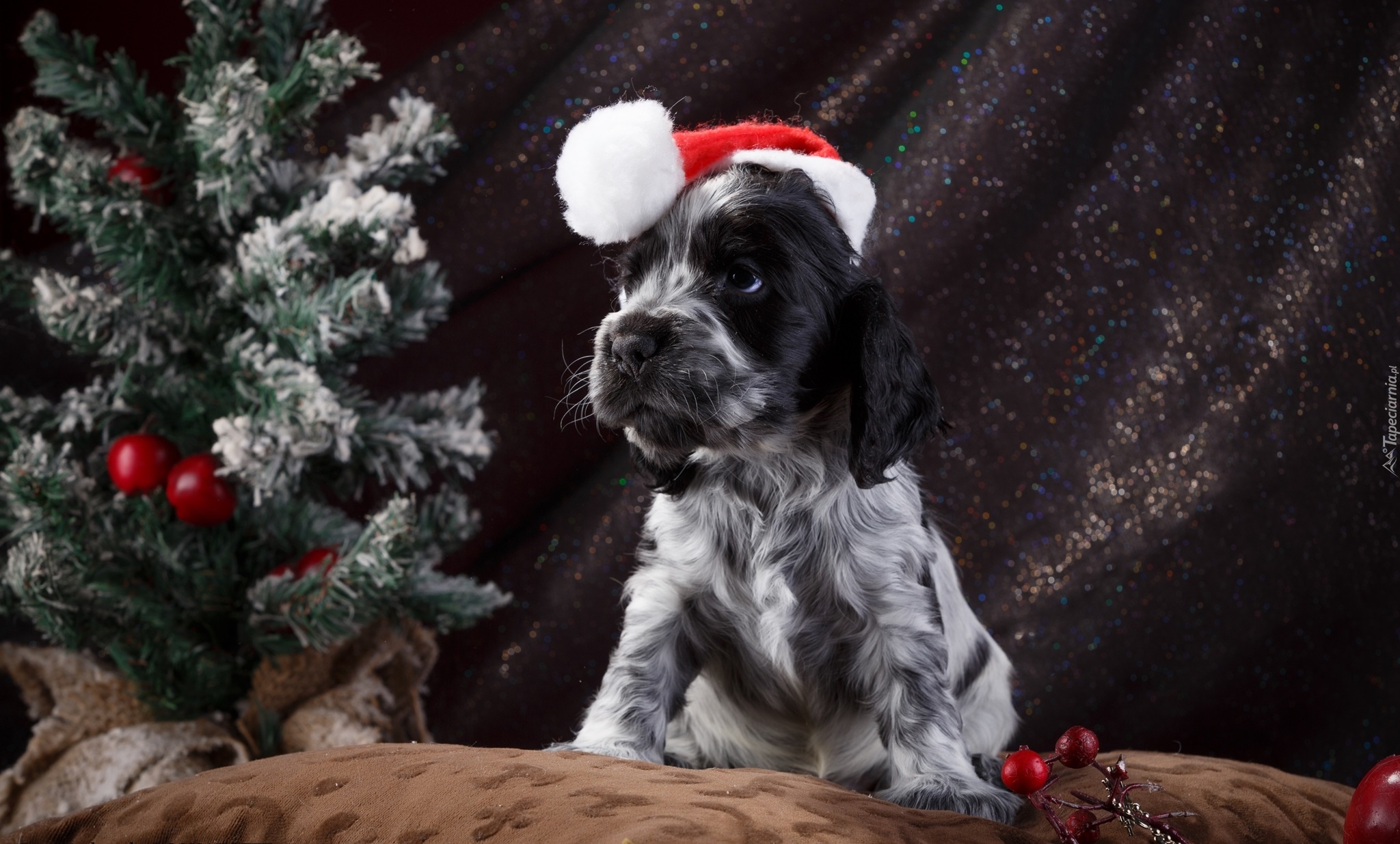 Pies, Szczeniak, Springer spaniel angielski, Czapka, Mikołaja, Choinka