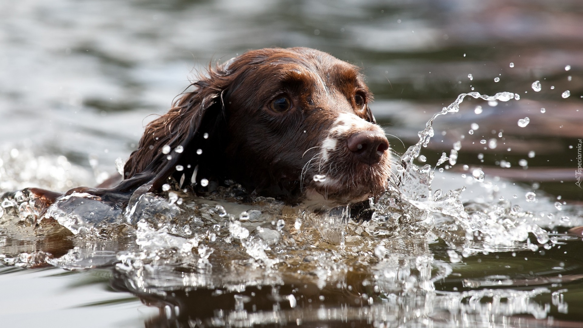 Springer spaniel angielski, Kąpiel