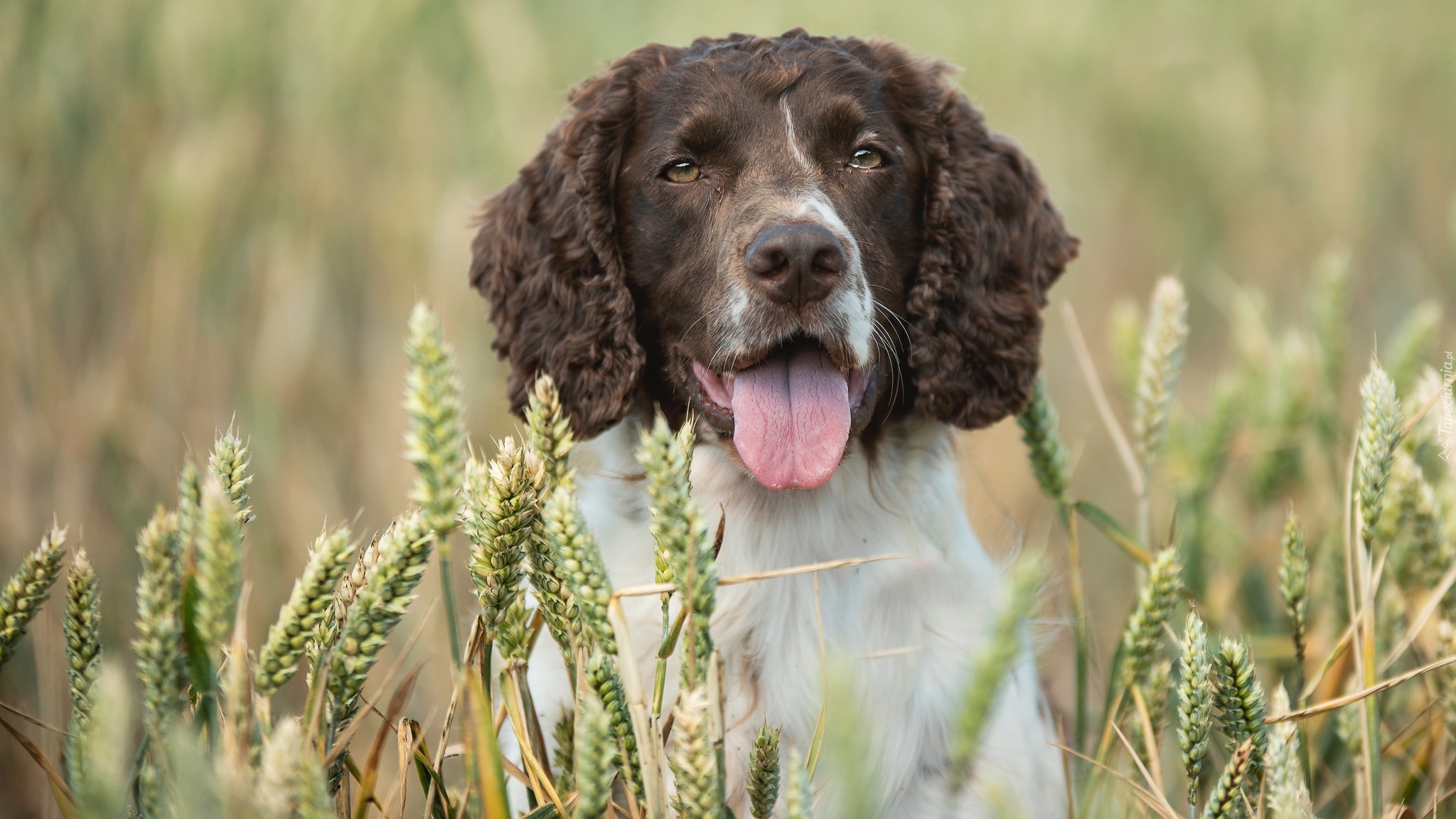 Pies, Springer spaniel angielski, Zboże, Kłosy, Rozmycie