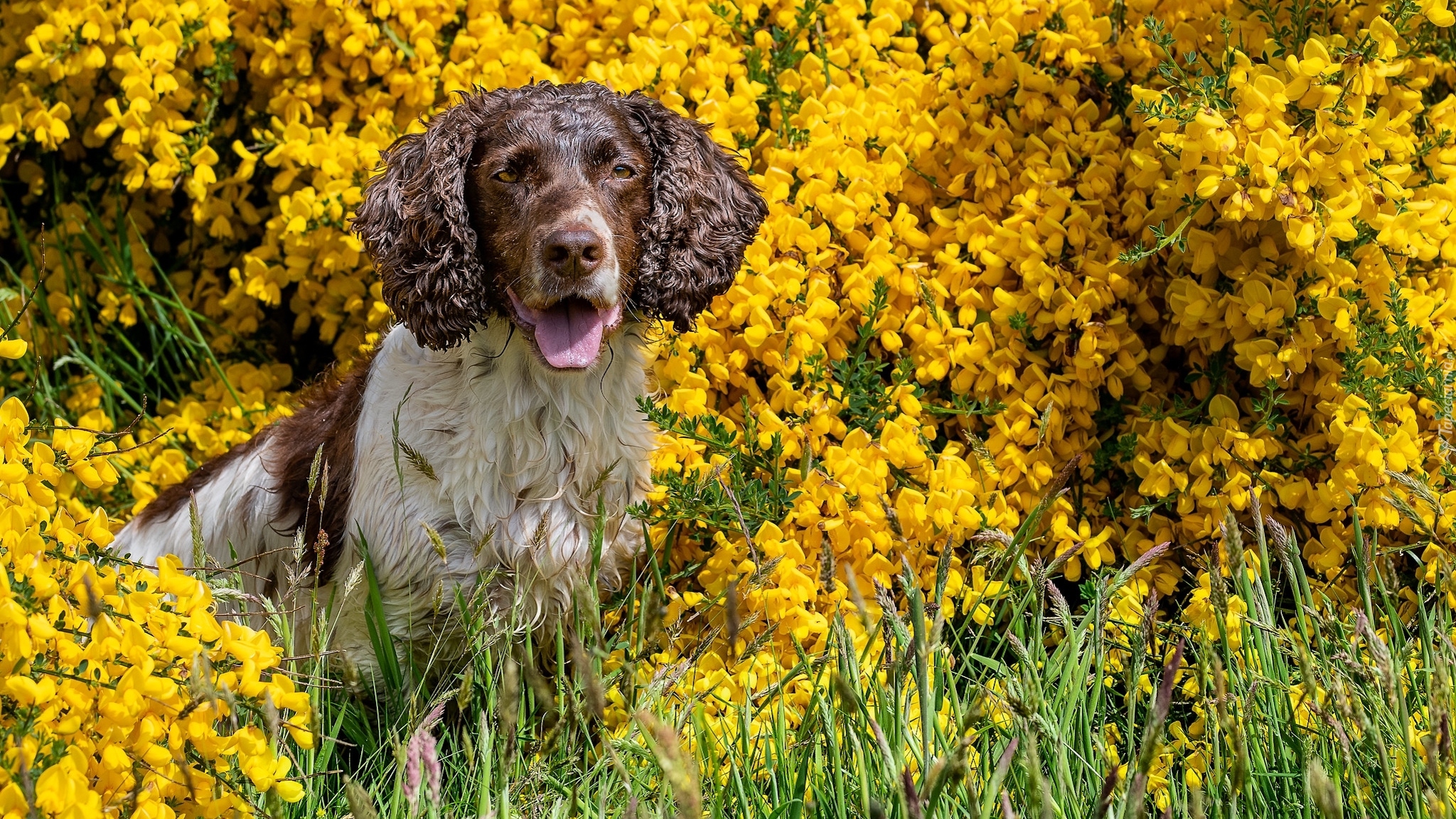 Pies, Springer spaniel angielski, Żółte, Kwiaty