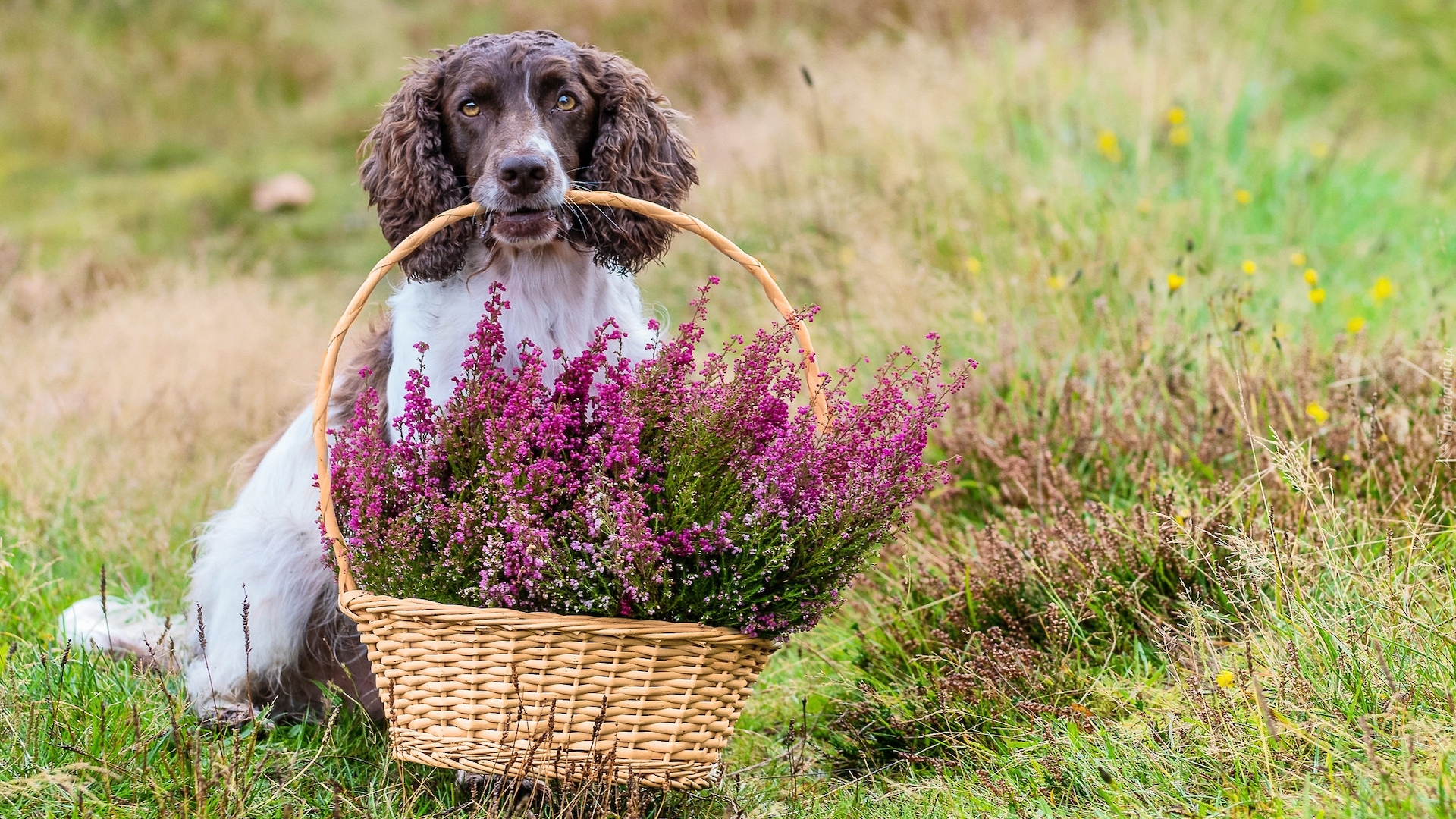 Pies, Springer spaniel angielski, Koszyk, Wrzosy