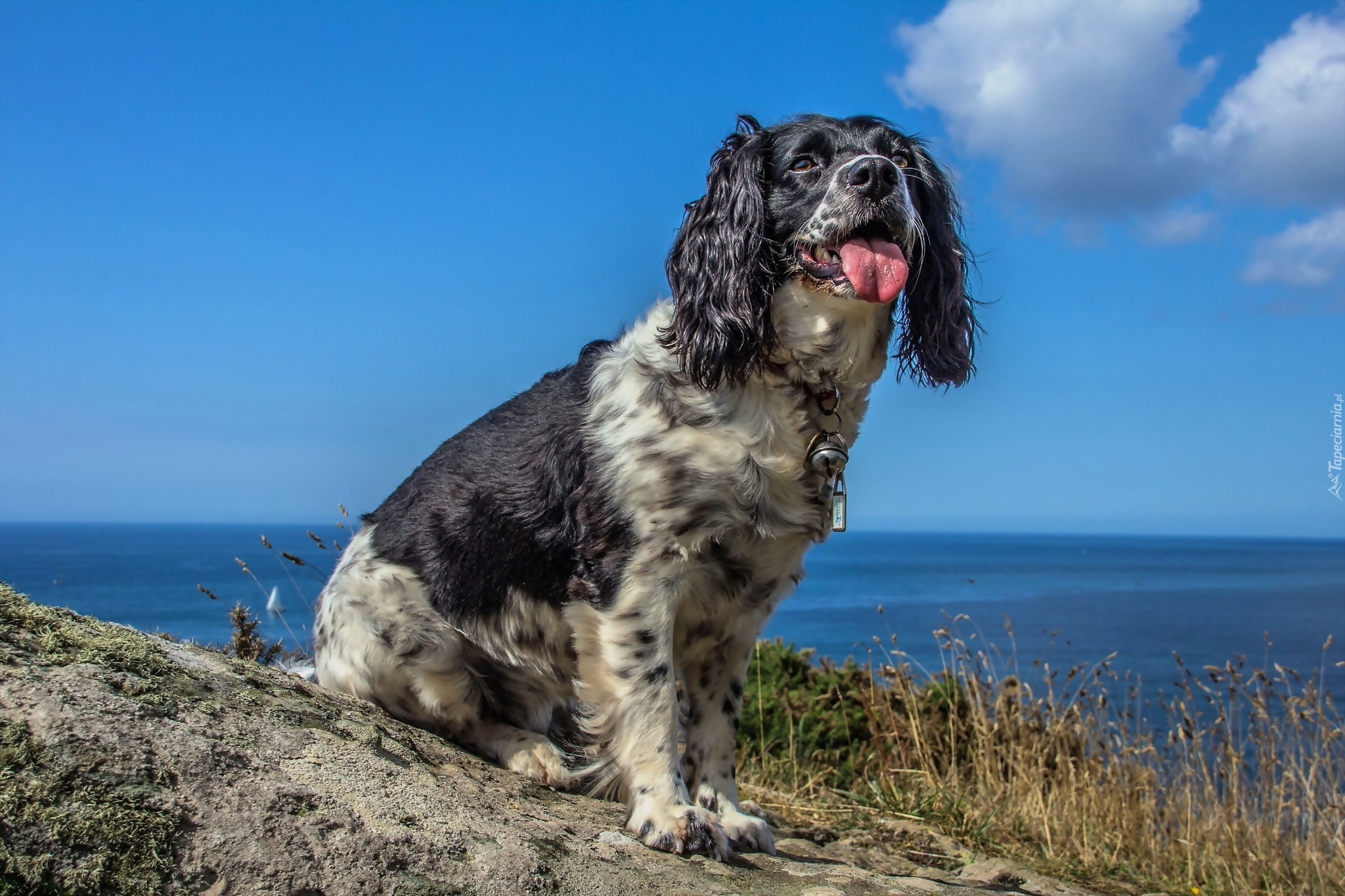 Wybrzeże, Springer spaniel angielski