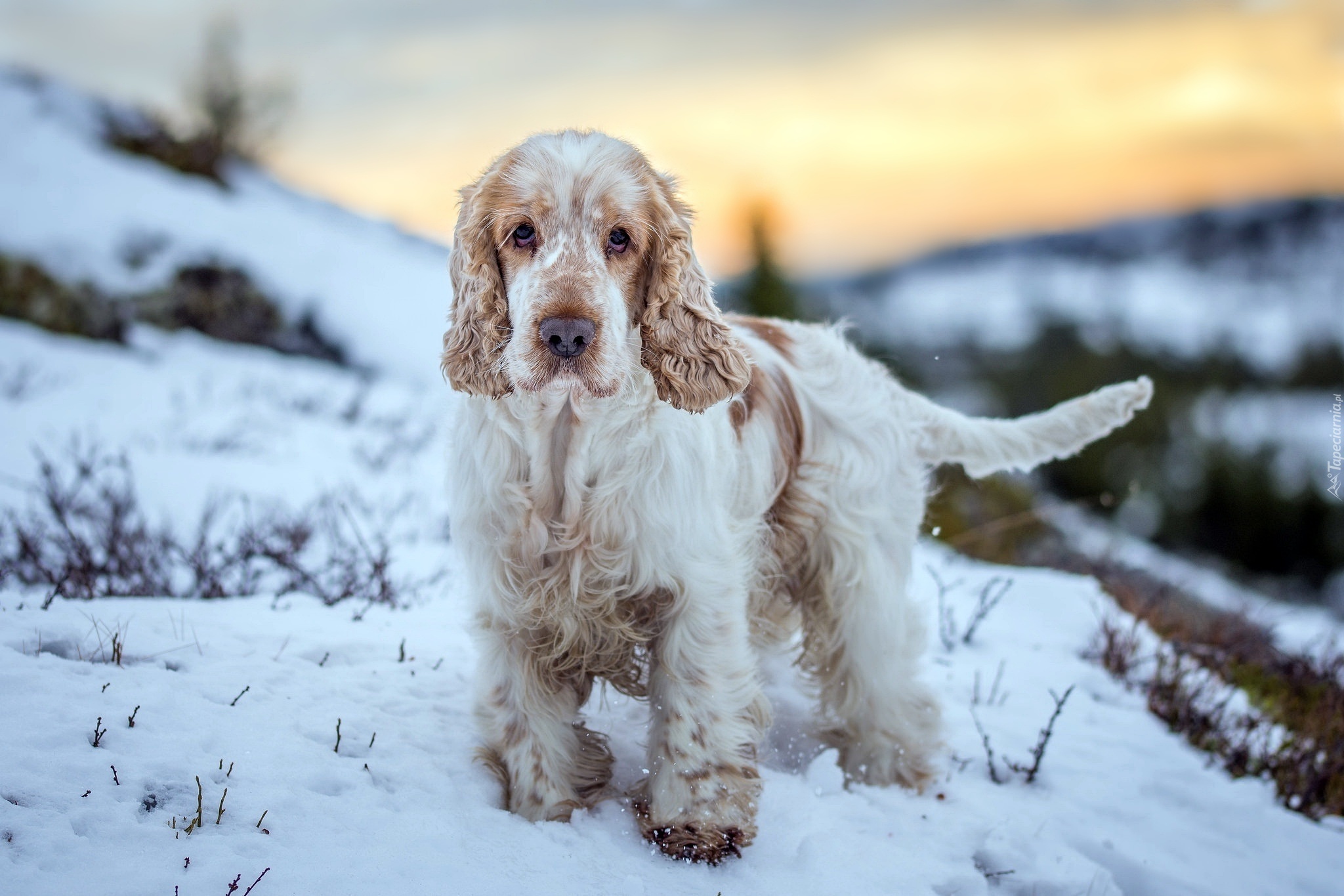 Cocker spaniel angielski