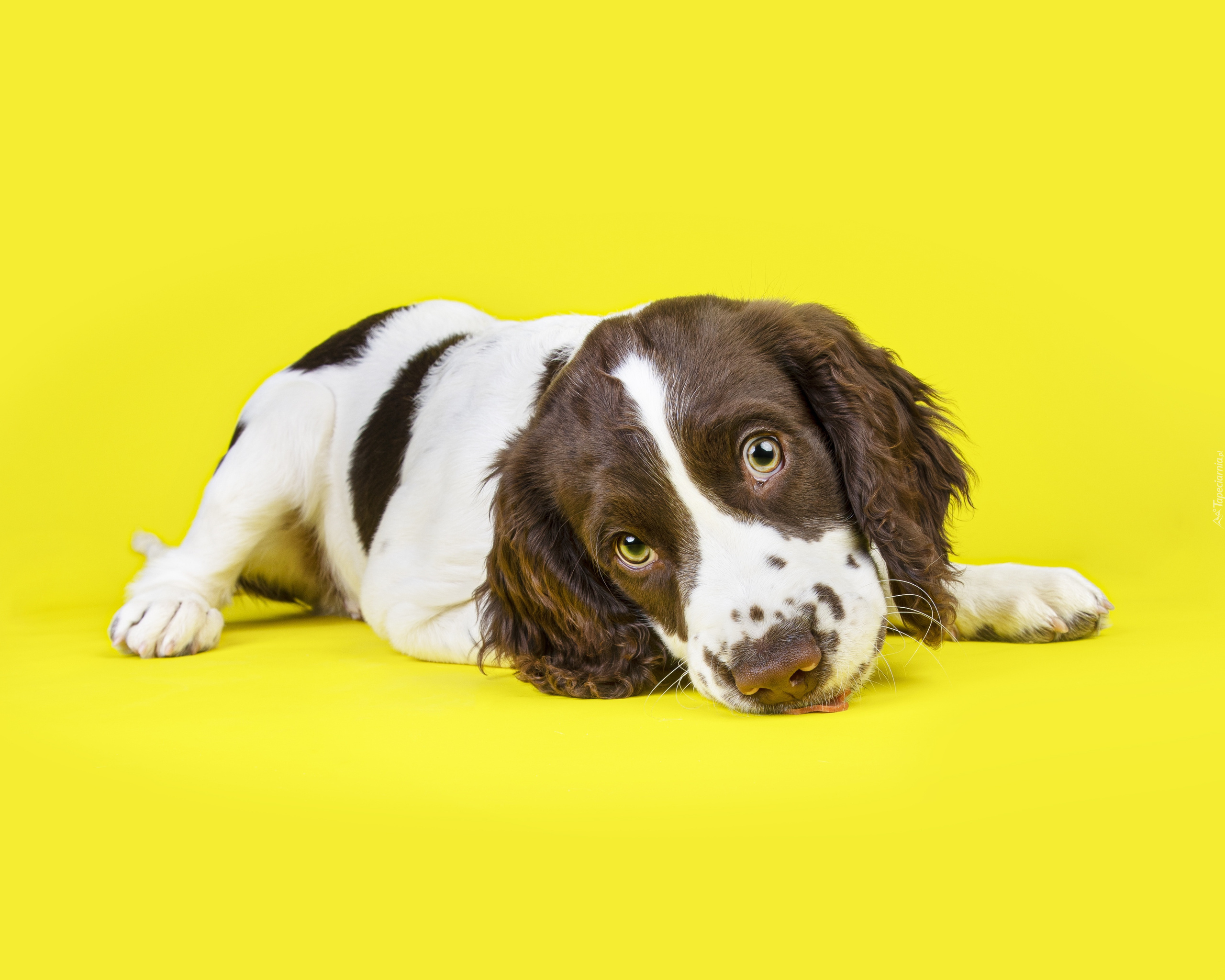 Leżący, Szczeniak, Springer spaniel walijski