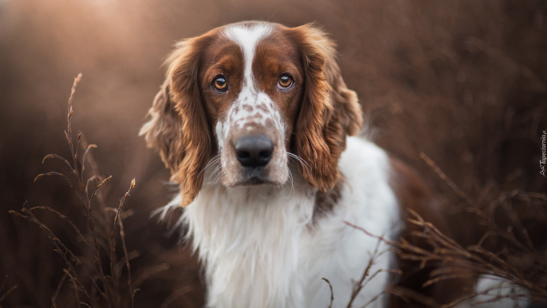 Pies, Springer spaniel walijski