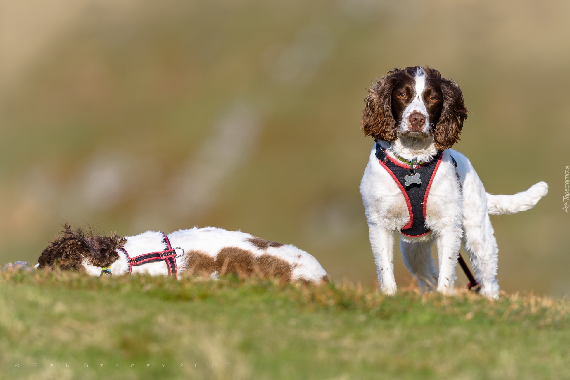 Springer spaniele angielskie