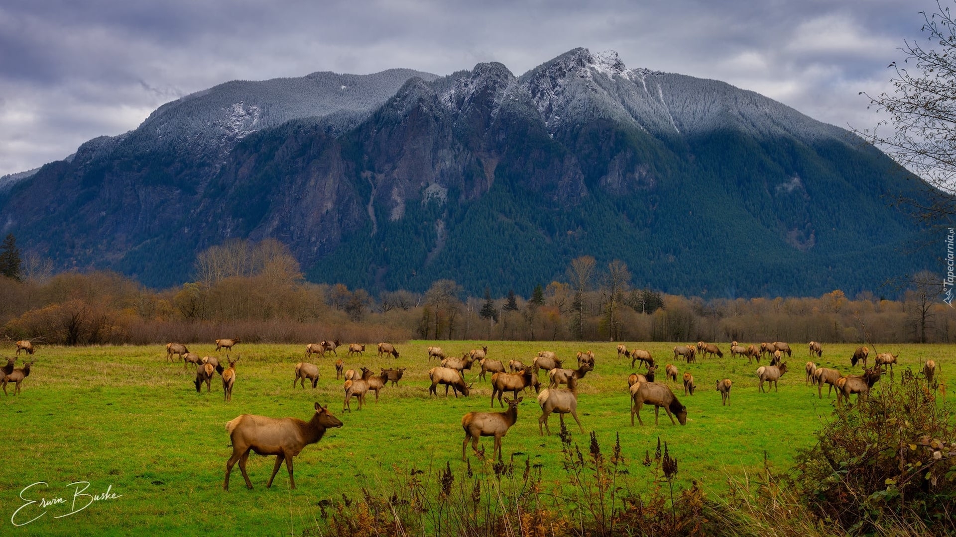 Góra, Mount Si, Polana, Chmury, Stado, Łosie, Snoqualmie Valley Trail, Stan Waszyngton, Stany Zjednoczone