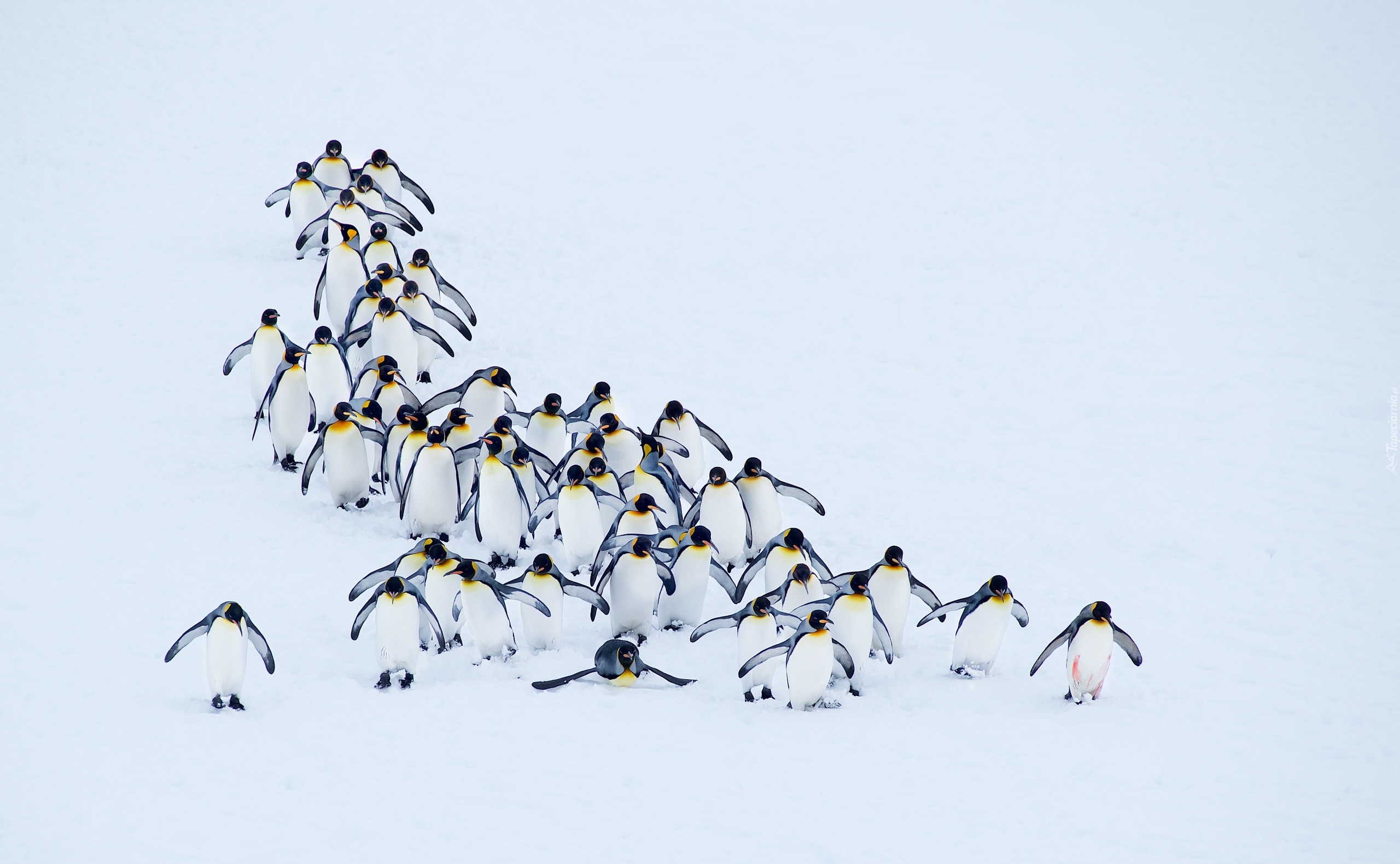 Pingwiny, Stado, Śnieg, Zima