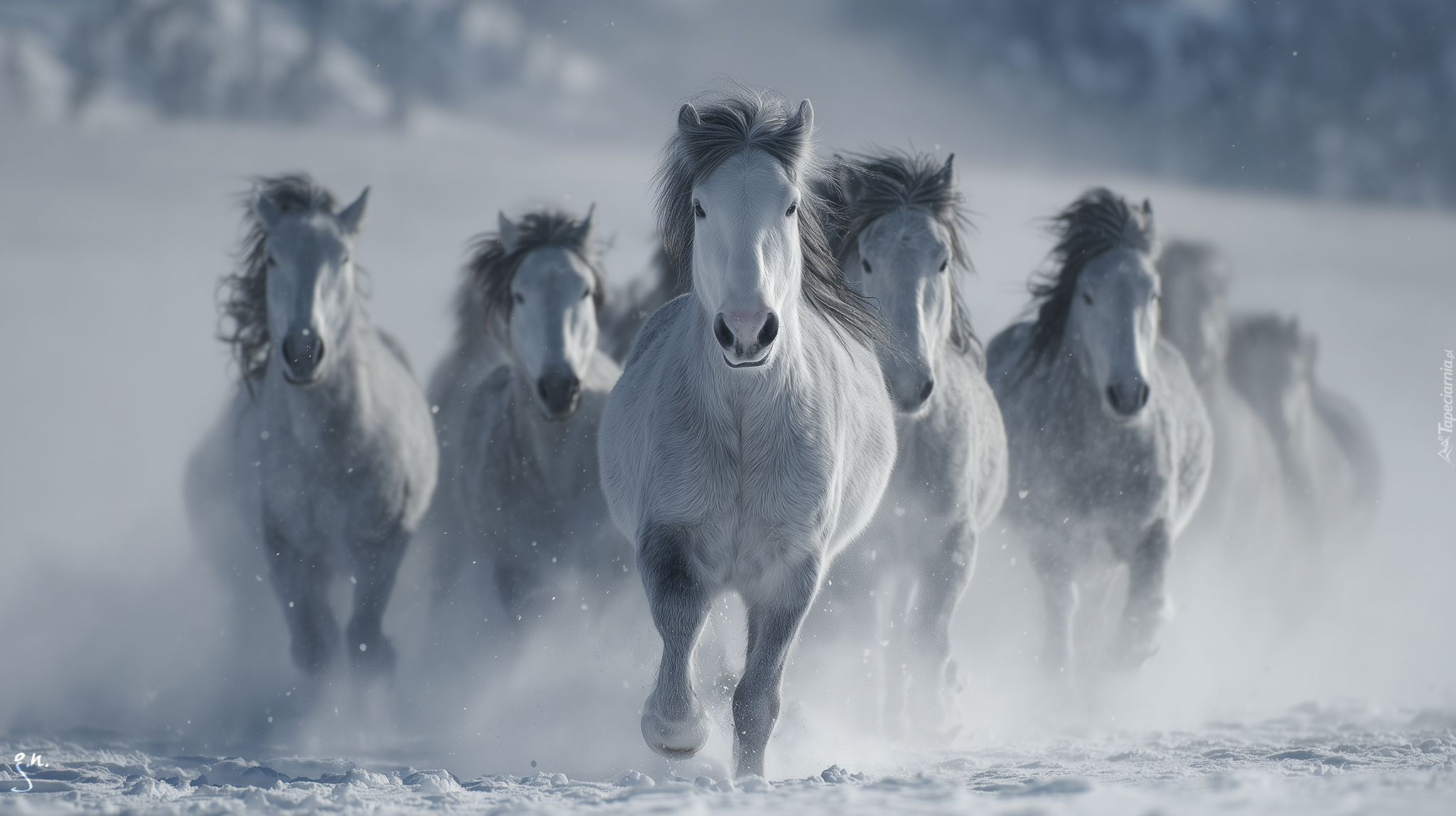 Konie, Siwki, Galop, Zima, Śnieg, Grafika AI