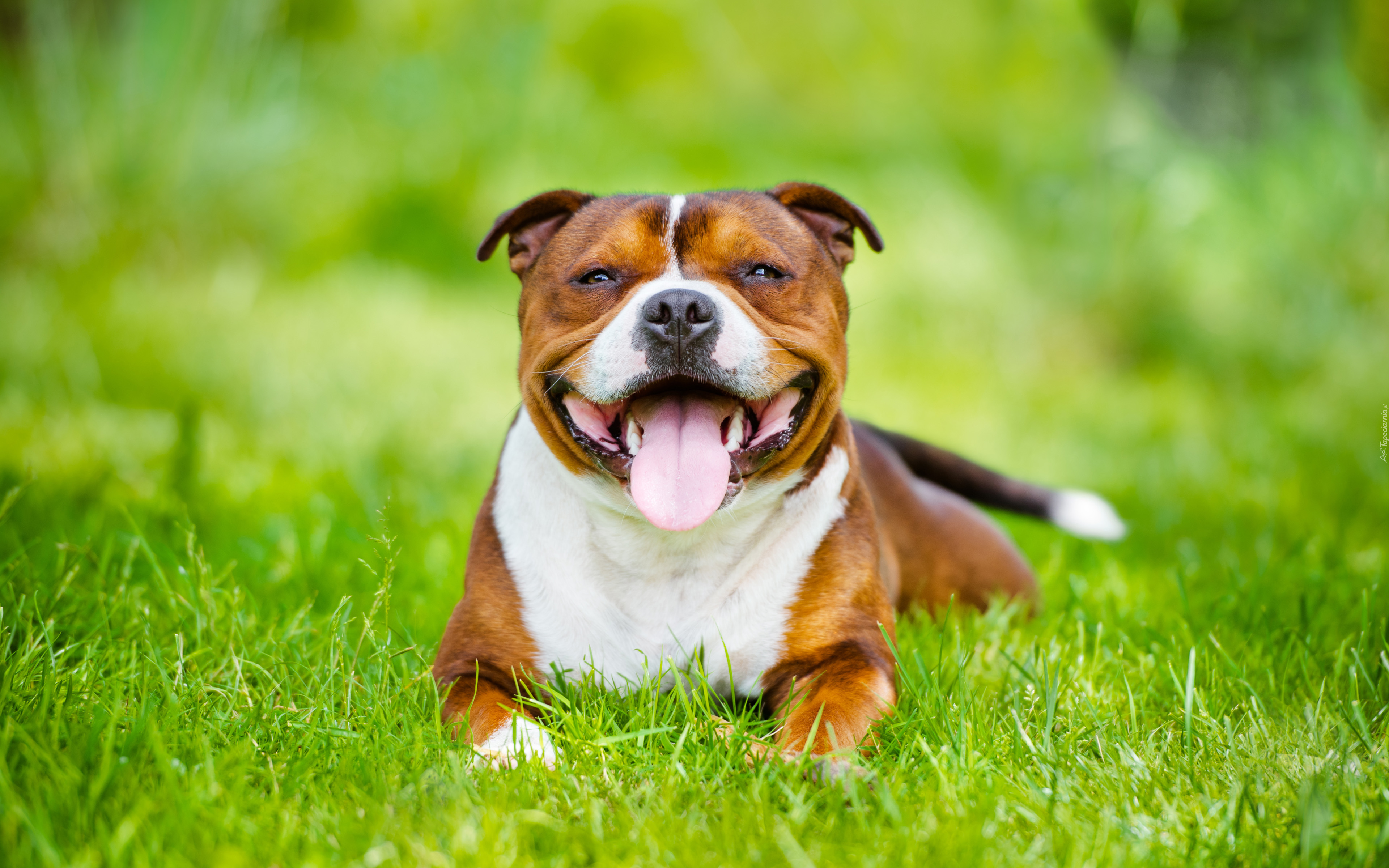 Uśmiechnięty, Staffordshire Bull terrier, Trawa