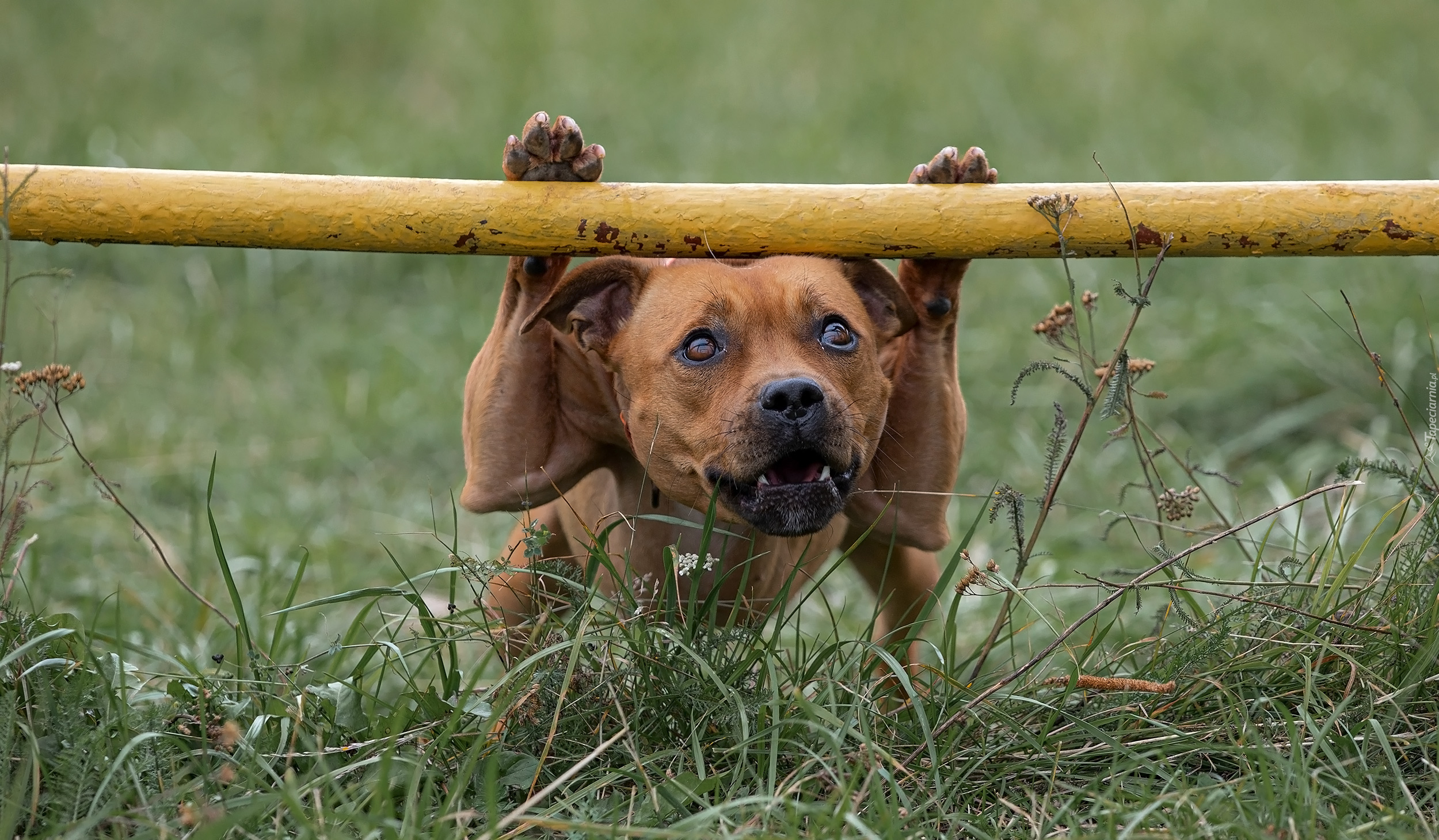 Pies, Staffordshire Bull terrier, Trawa