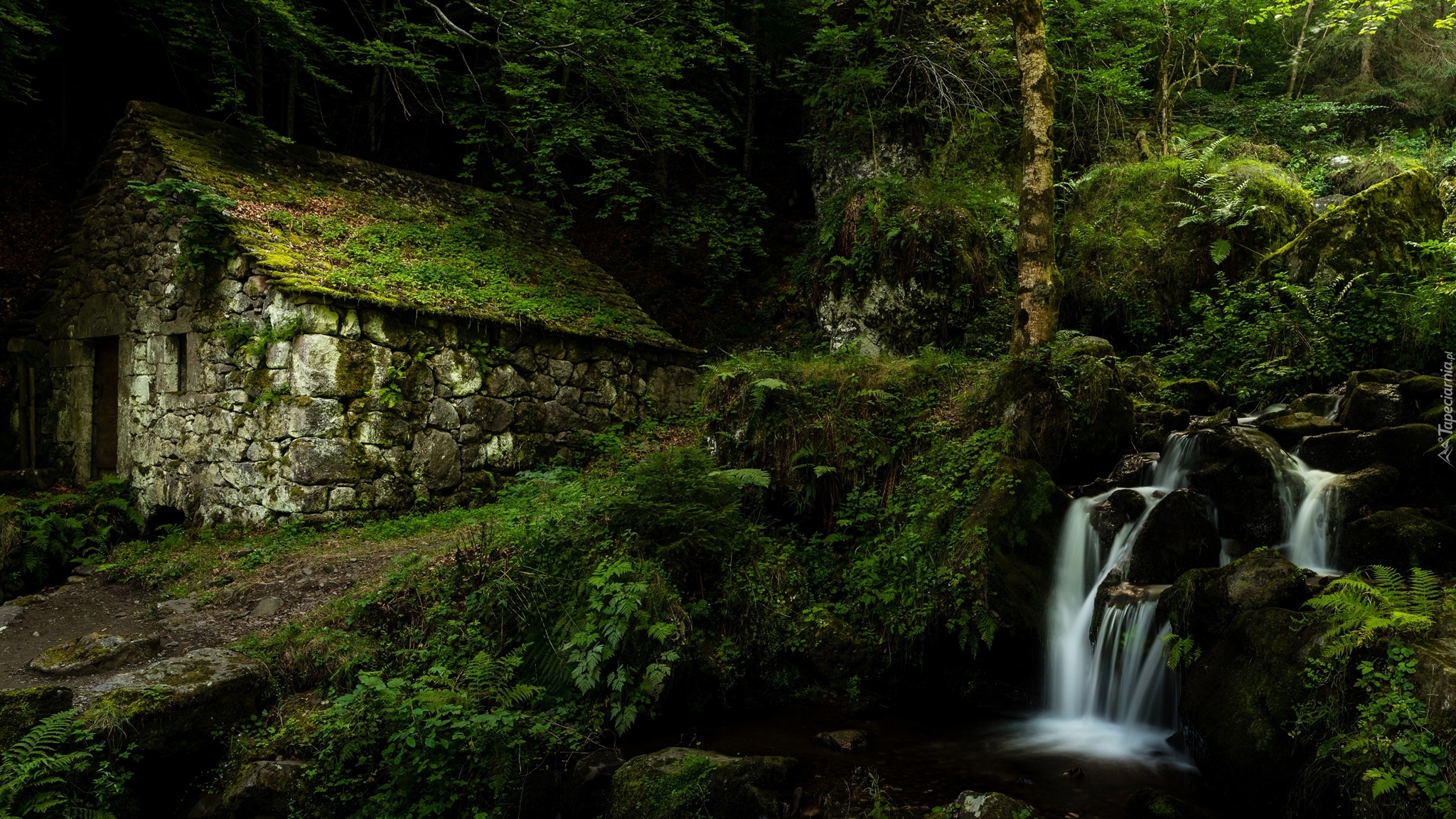 Francja, Gmina Laveissière, Młyn wodny Moulin de Chambeuil, Las, Roślinność, Strumyk