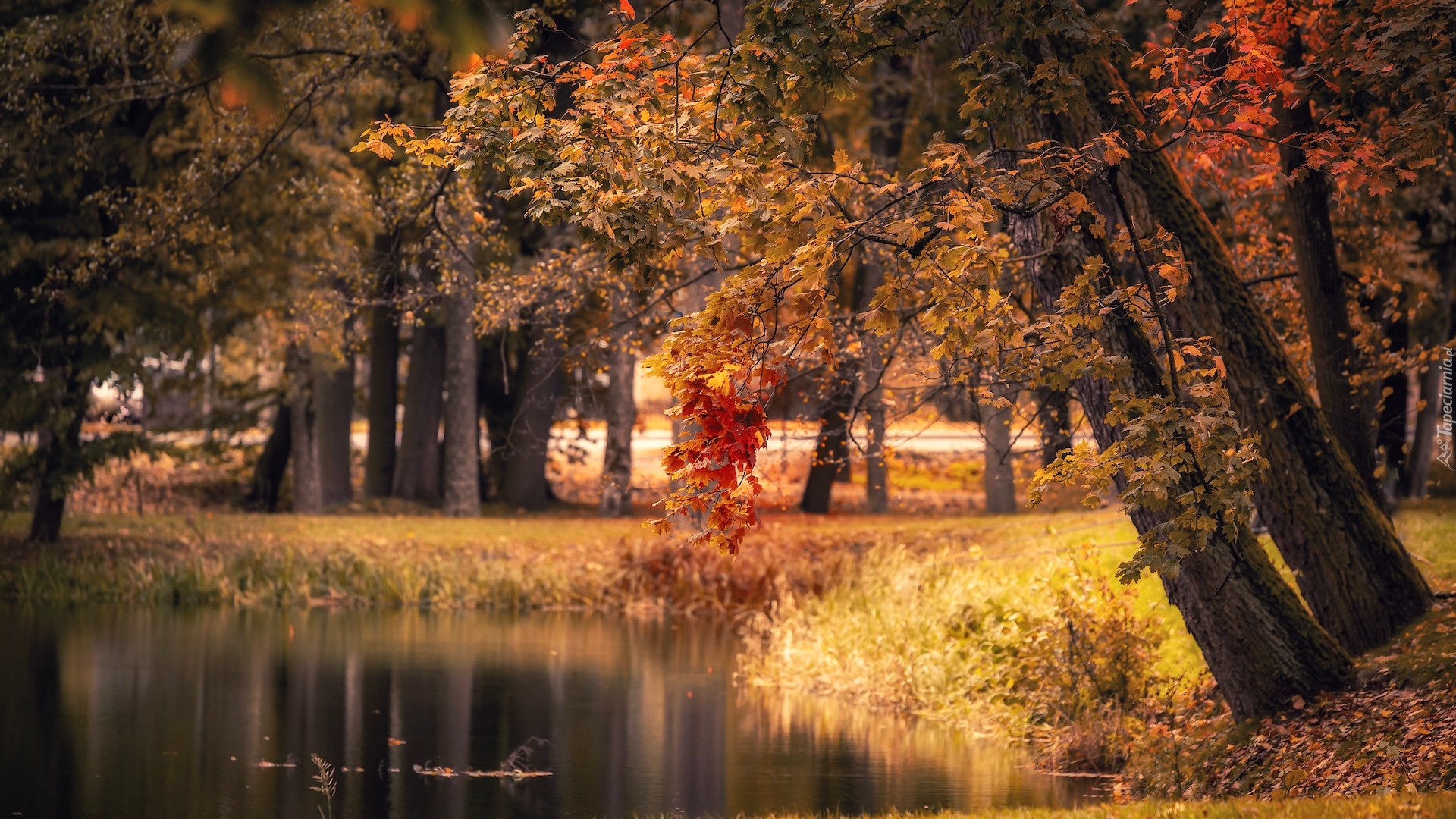 Park, Jesień, Drzewa, Gałęzie, Staw