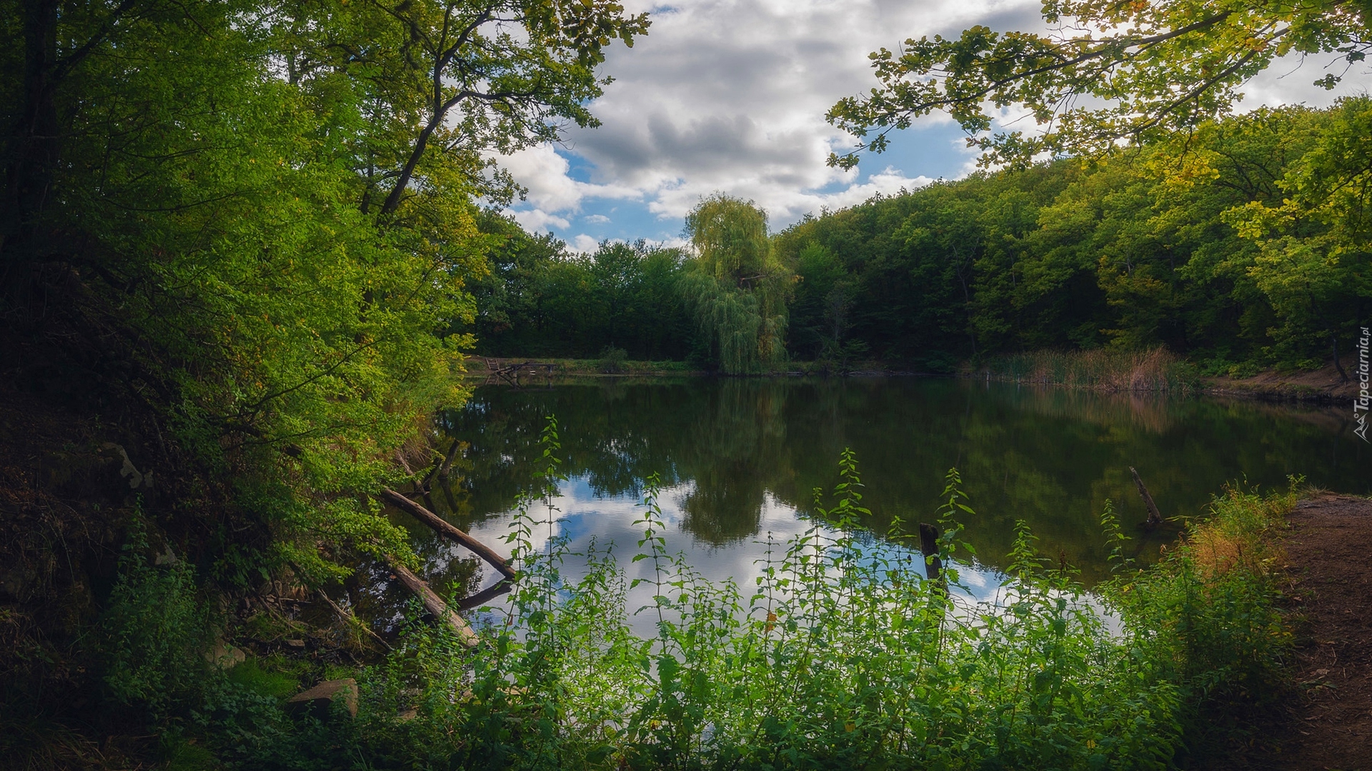 Lato, Drzewa, Rośliny, Staw