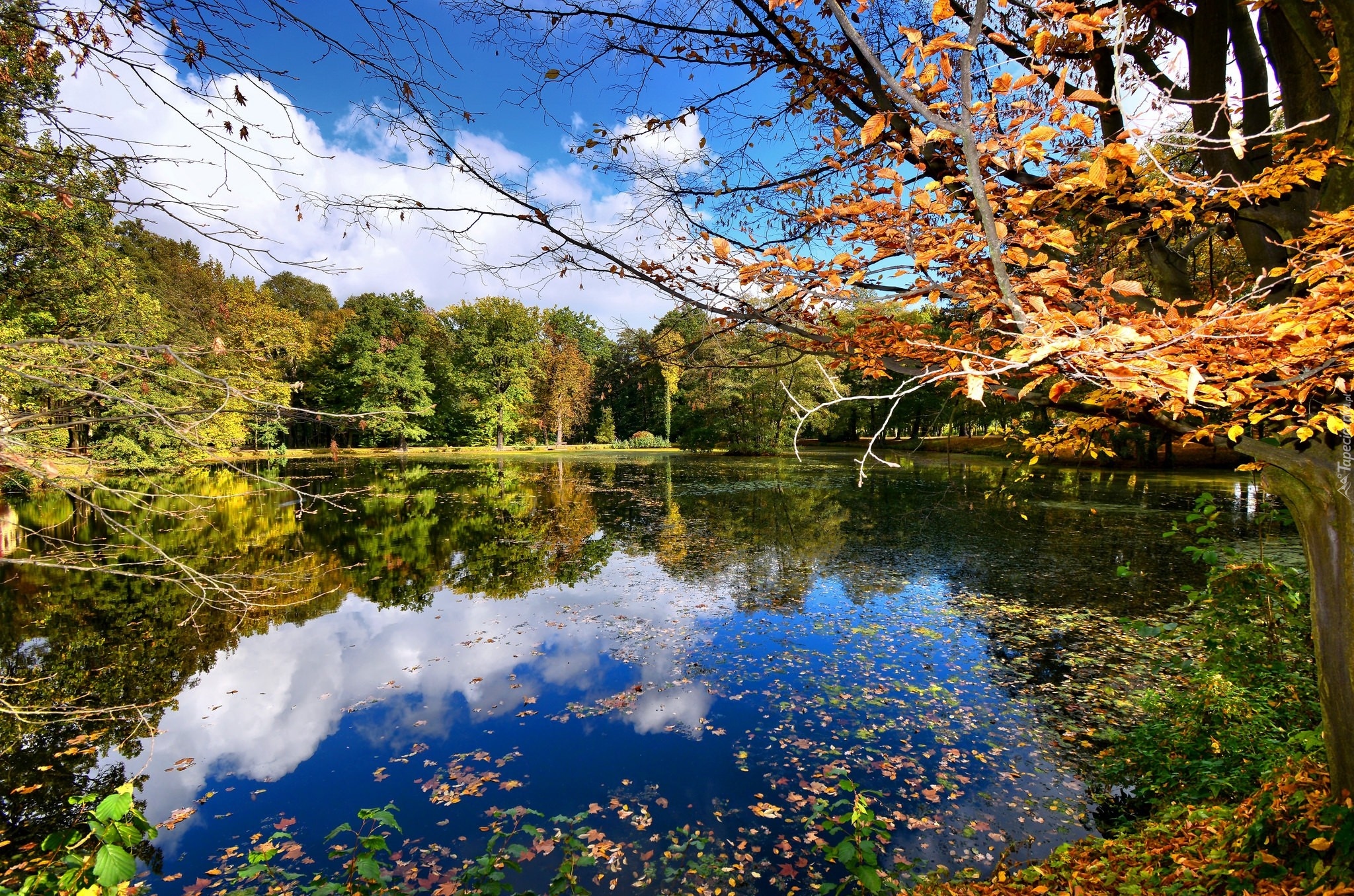 Park, Staw, Drzewa, Opadłe, Liście, Jesień