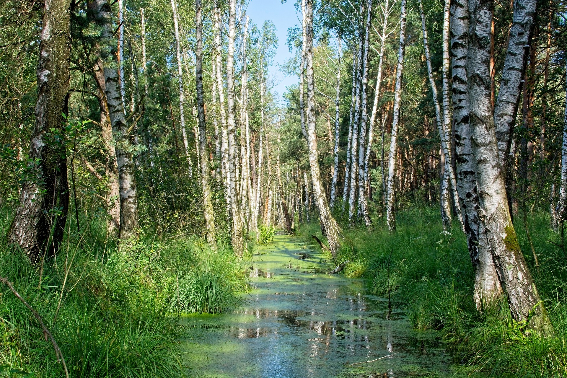 Lato, Las, Brzozy, Staw, Rośliny