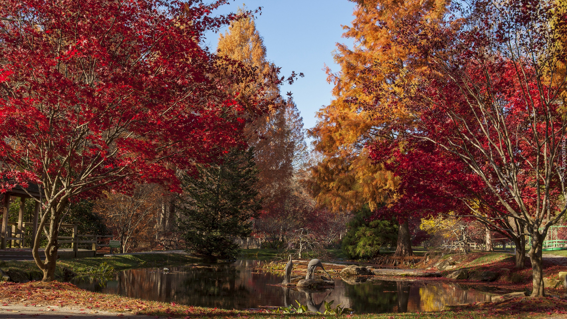 Jesień, Drzewa, Staw, Park