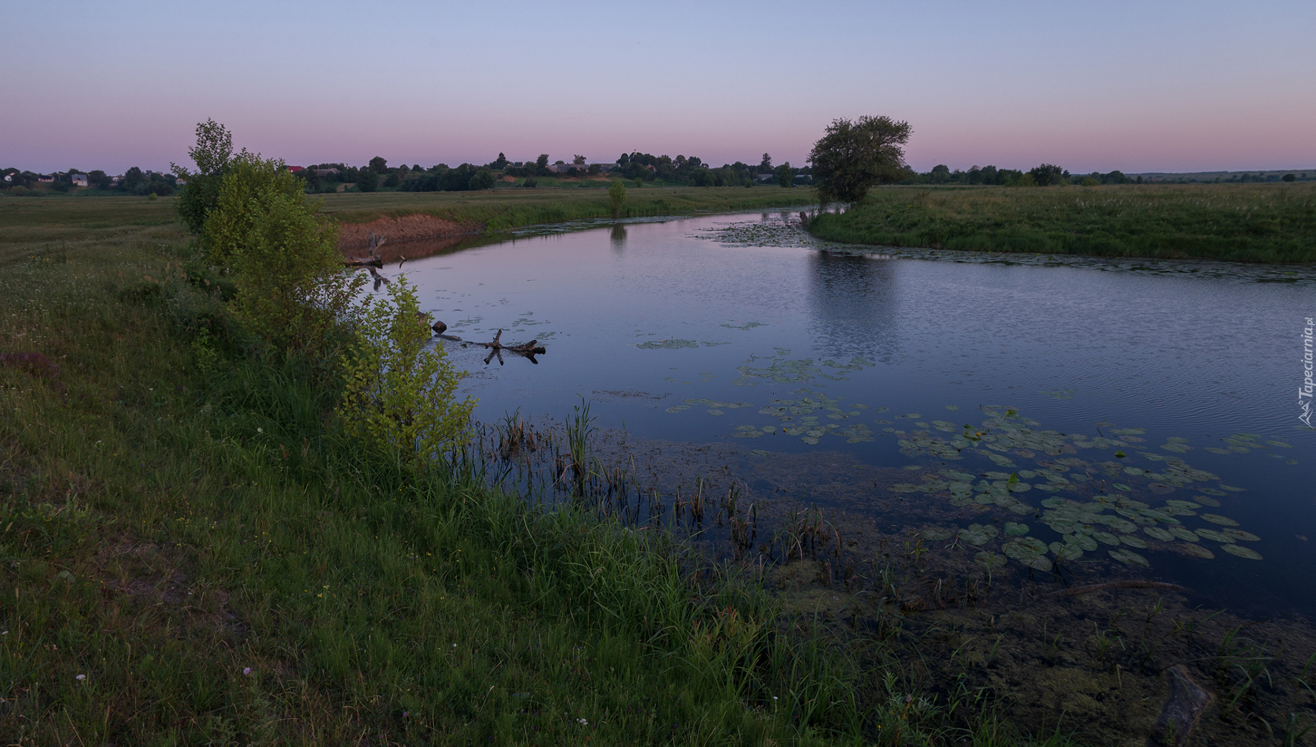 Staw, Drzewa, Trawa, Rośliny