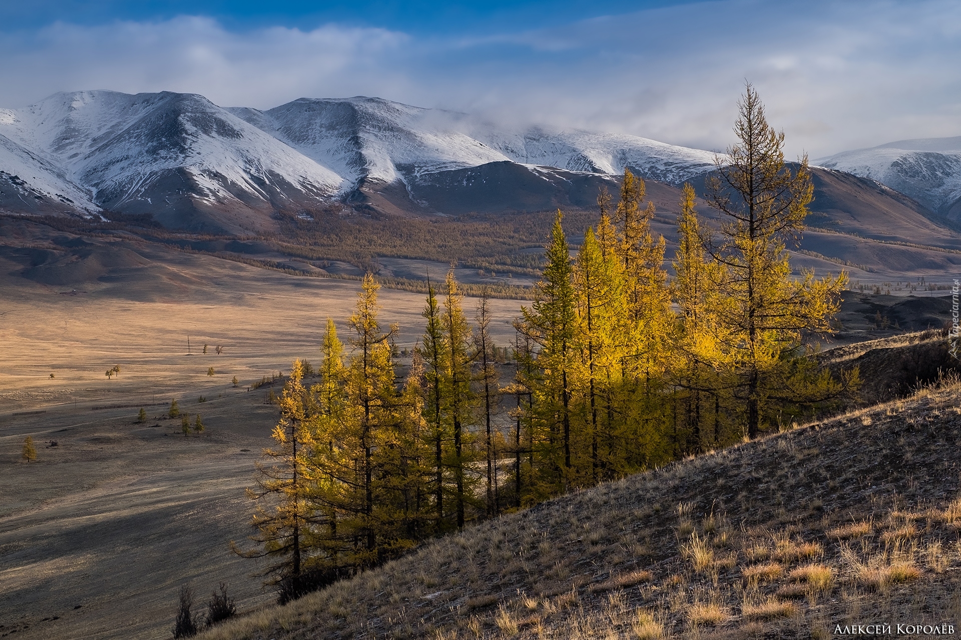 Góry, Śnieg, Żółte, Drzewa, Step Kurai, Ałtaj, Rosja