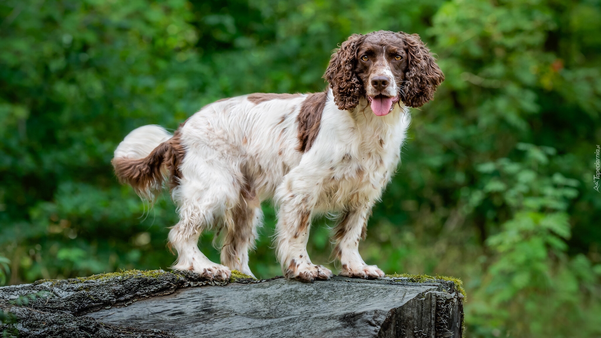 Pies, Springer spaniel angielski