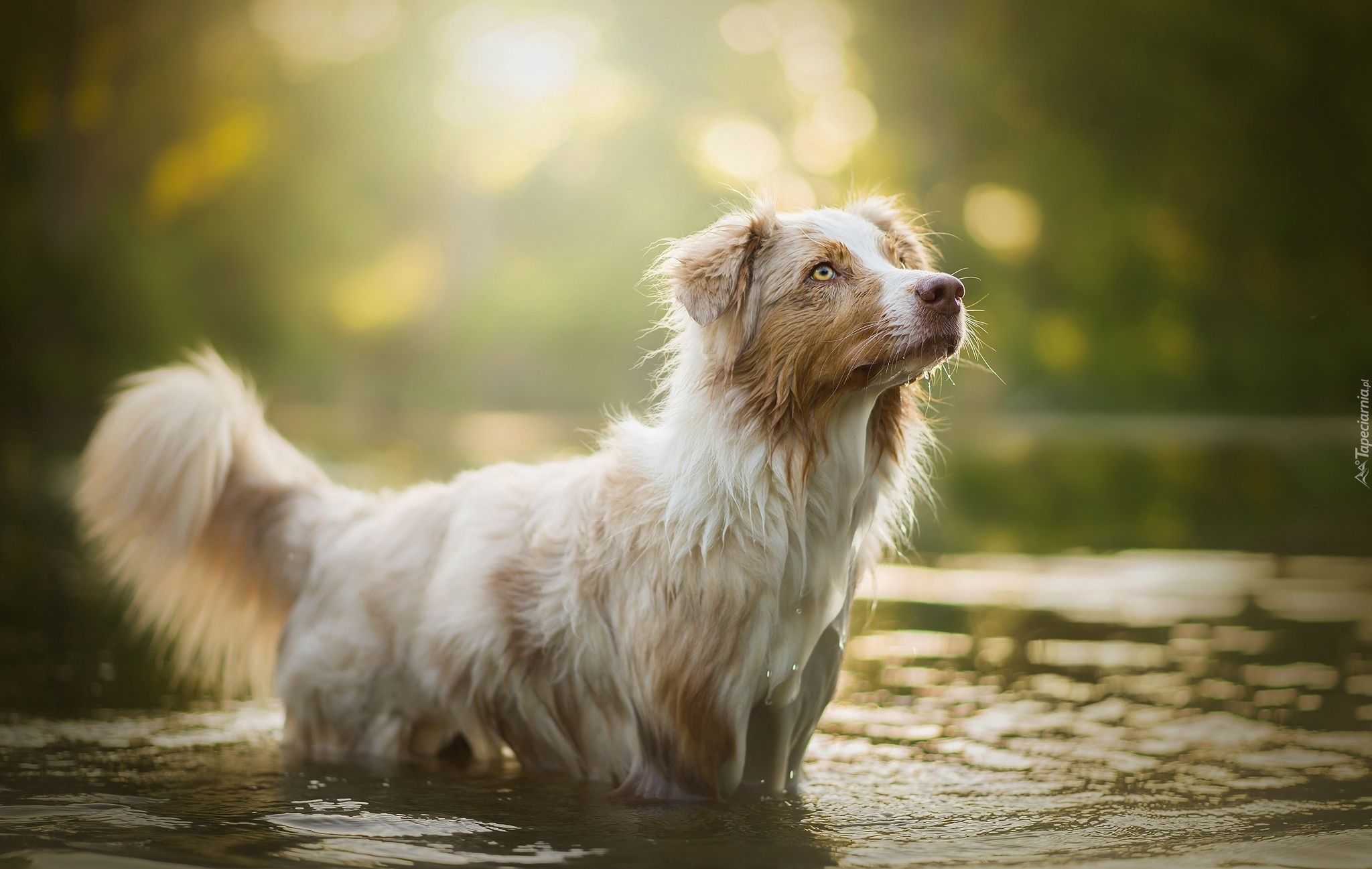 Pies, Border collie, Woda