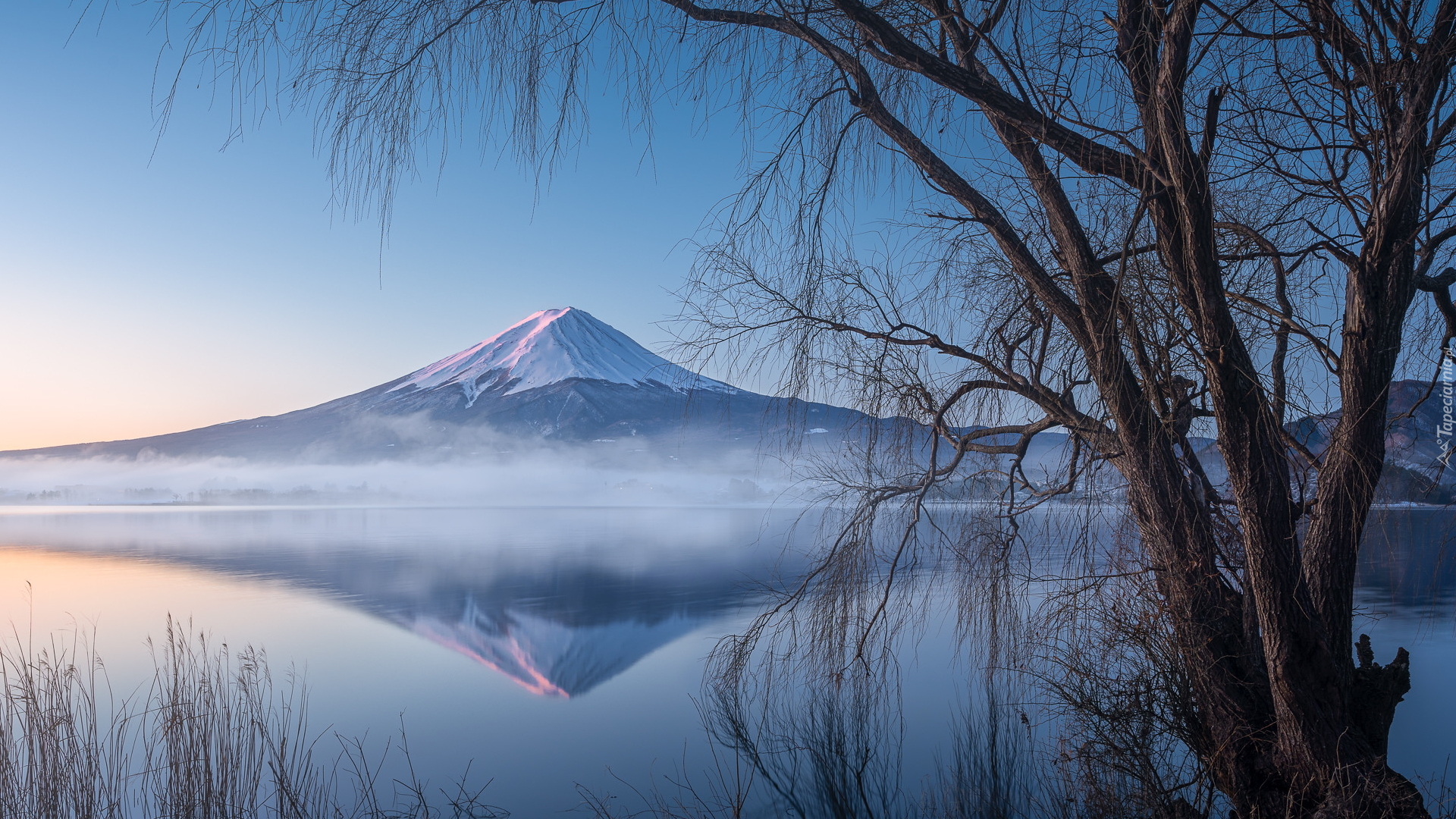 Jezioro, Lake Kawaguchi, Drzewa, Stratowulkan Fudżi, Góra, Mount Fuji, Japonia