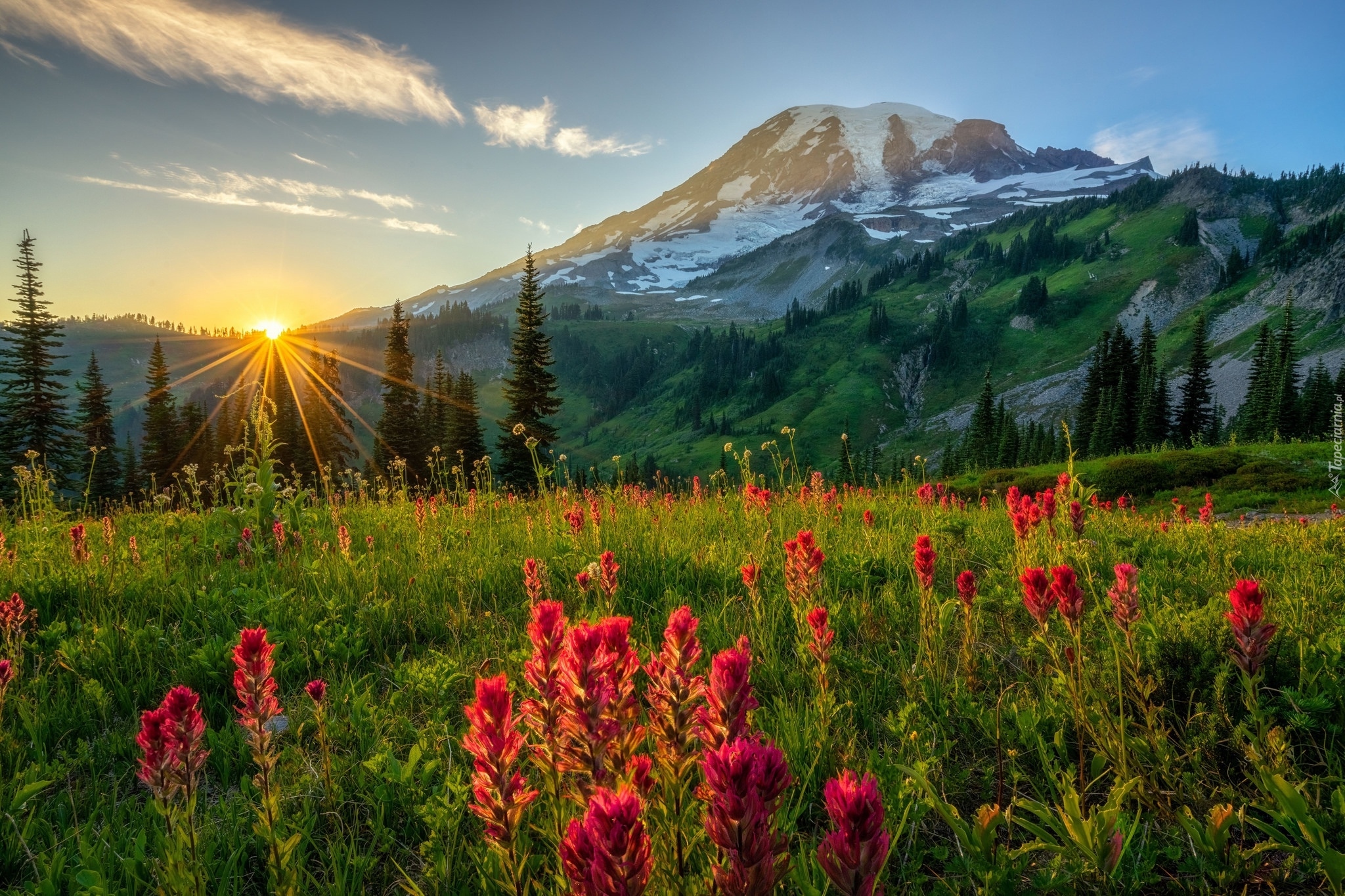 Stratowulkan Mount Rainier, Góry, Park Narodowy Mount Rainier, Drzewa, Łąka, Kwiaty, Promienie słońca, Stan Waszyngton, Stany Zjednoczone