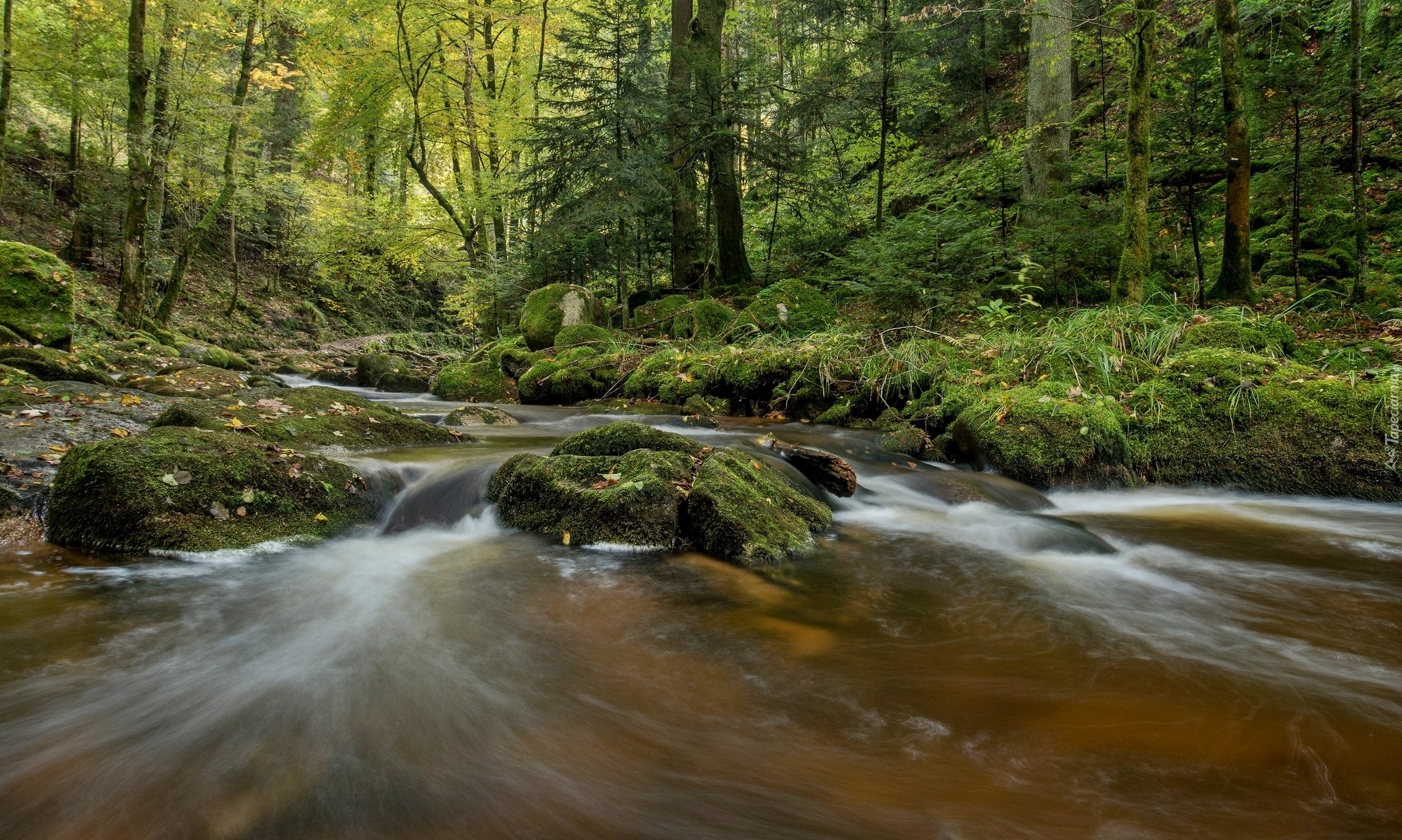 Niemcy, Badenia-Wirtembergia, Schwarzwald, Strumień Grobbach, Las, Rzeka, Omszałe, Kamienie