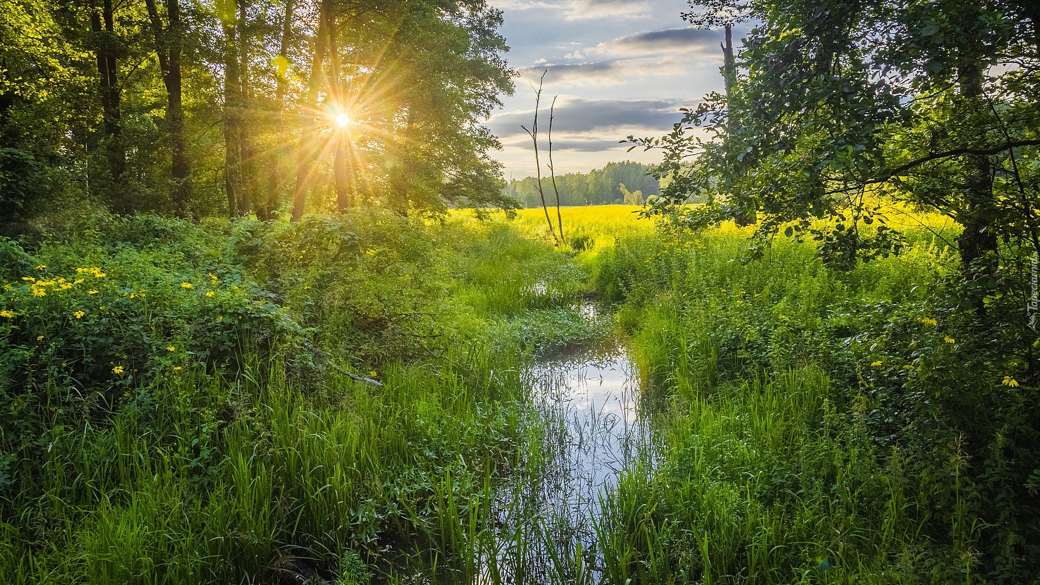 Promienie słońca, Poranek, Łąka, Strumyk, Kwiatki, Trawa, Drzewa, Chmury