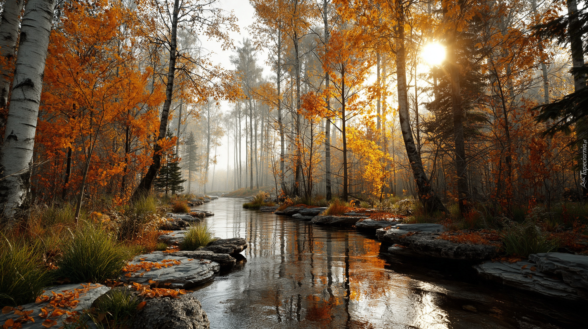 Jesień, Las, Strumień, Drzewa