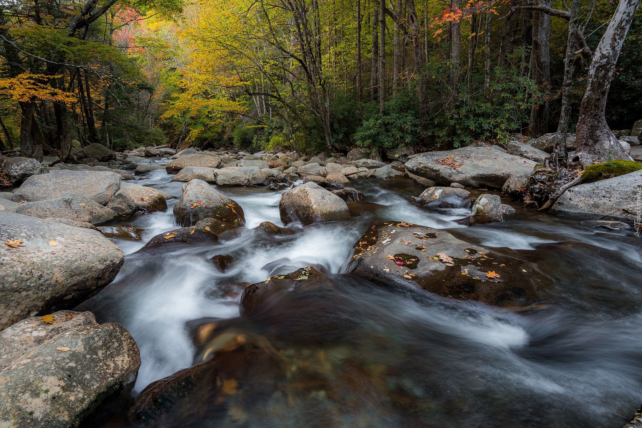 Stany Zjednoczone, Park Narodowy Great Smoky Mountains, Jesień, Las, Rzeka, Strumień, Kamienie, Liście