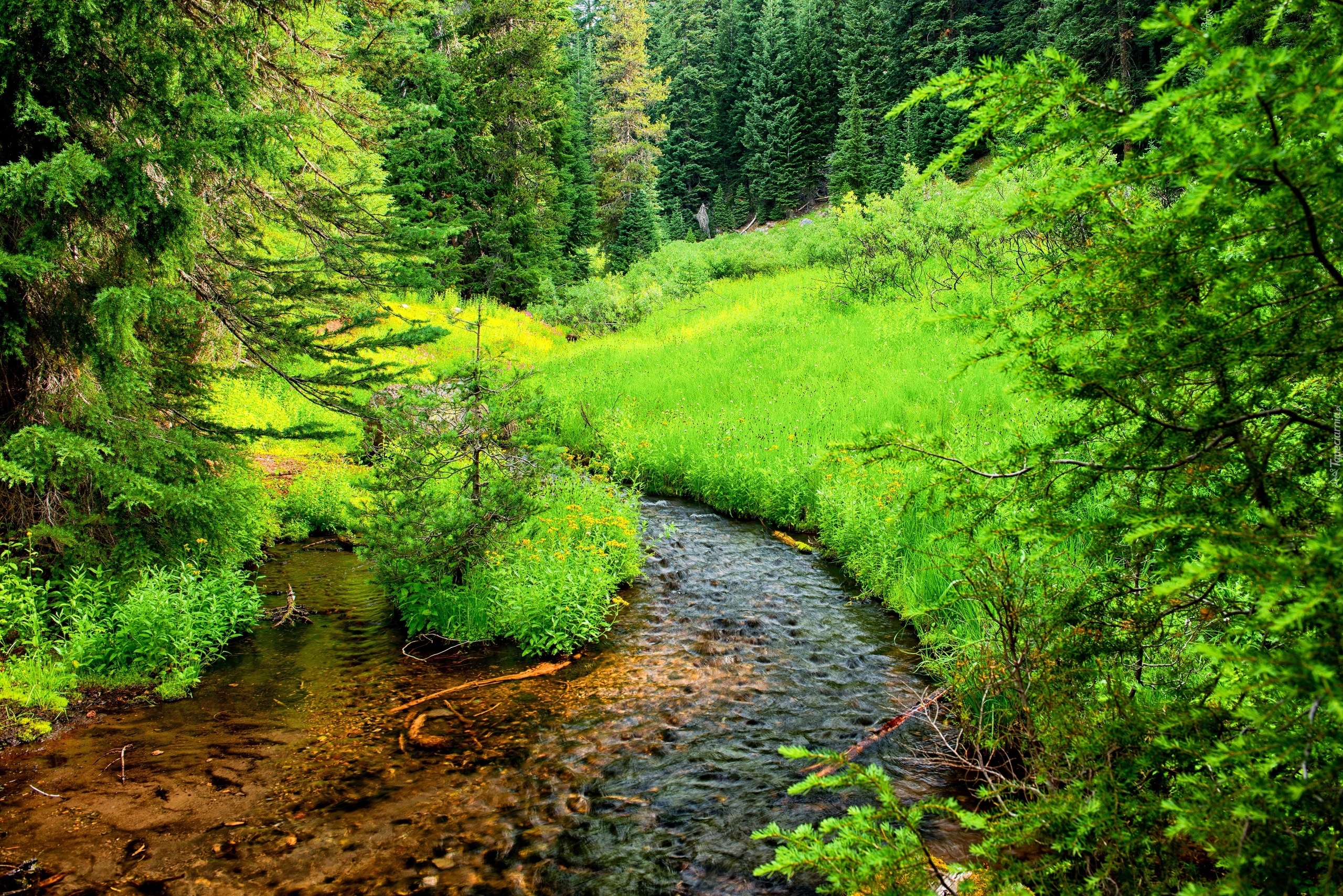 Stany Zjednoczone, Stan Oregon, Park Narodowy Jeziora Kraterowego, Szlak Annie Creek Canyon, Strumień, Rzeczka, Drzewa