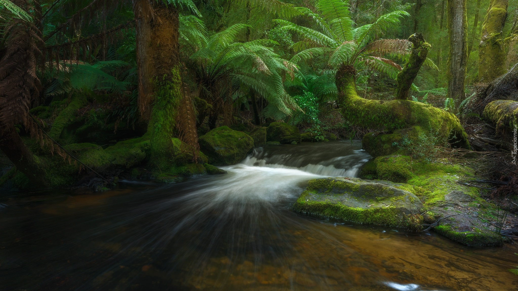 Australia, Tasmania, Park Narodowy Mount Field, Las deszczowy, Drzewa, Paprocie, Rzeka, Strumień