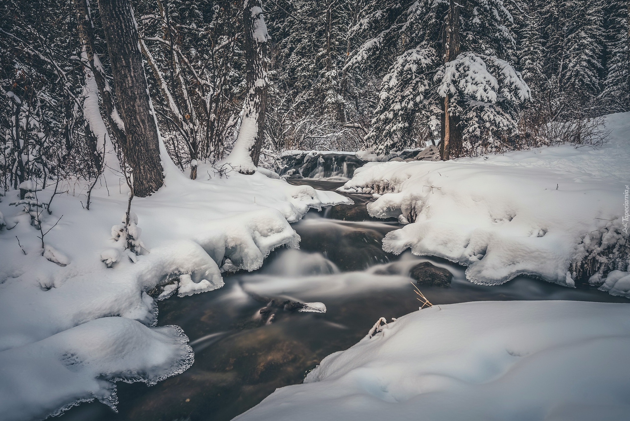 Kanada, Prowincja Alberta, Park Prowincjonalny Big Hill Springs, Las, Strumień, Zima, Śnieg, Drzewa, Rzeka