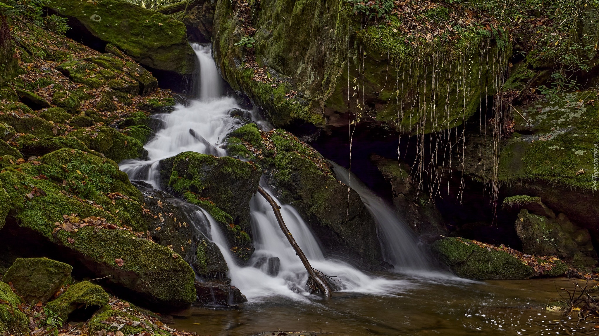 Omszałe, Skały, Big Creek, Rzeka, Rośliny, Stany Zjednoczone