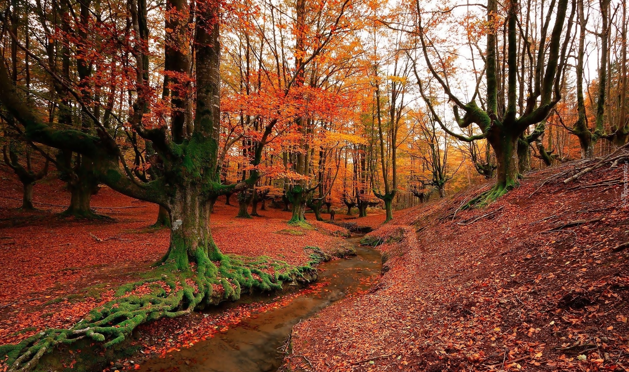 Hiszpania, Kraj Basków, Park Narodowy Gorbea, Las, Drzewa, Strumyk, Jesień