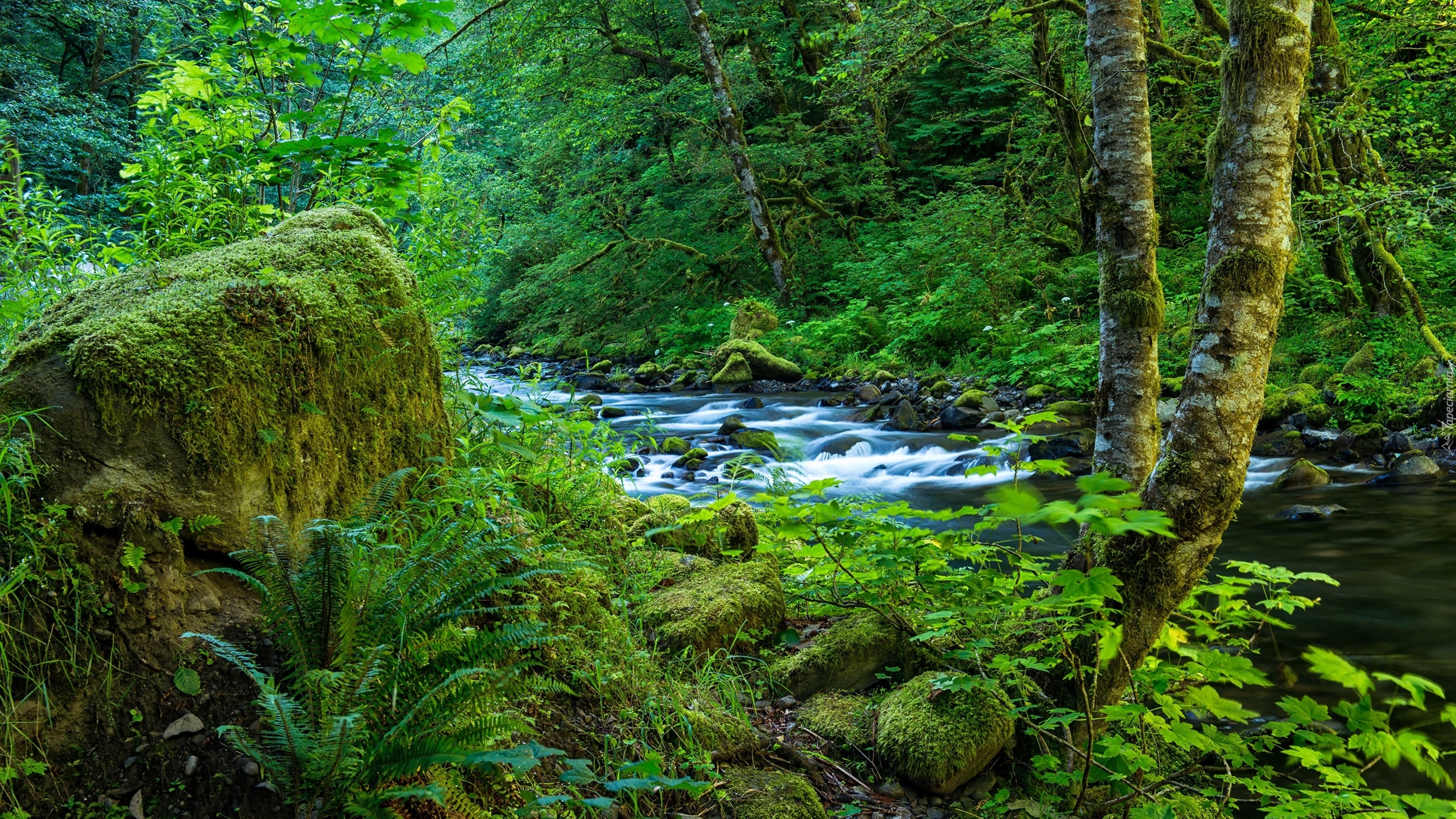 Stany Zjednoczone, Oregon, Kanion Columbia River Gorge, Strumień wodospadu Wahclella, Las, Rzeka