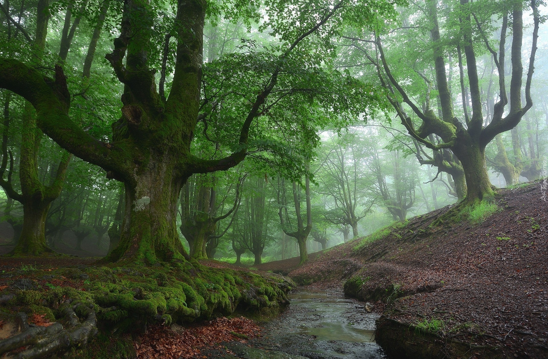 Hiszpania, Kraj Basków, Park Narodowy Gorbea, Las, Drzewa, Strumyk, Mgła