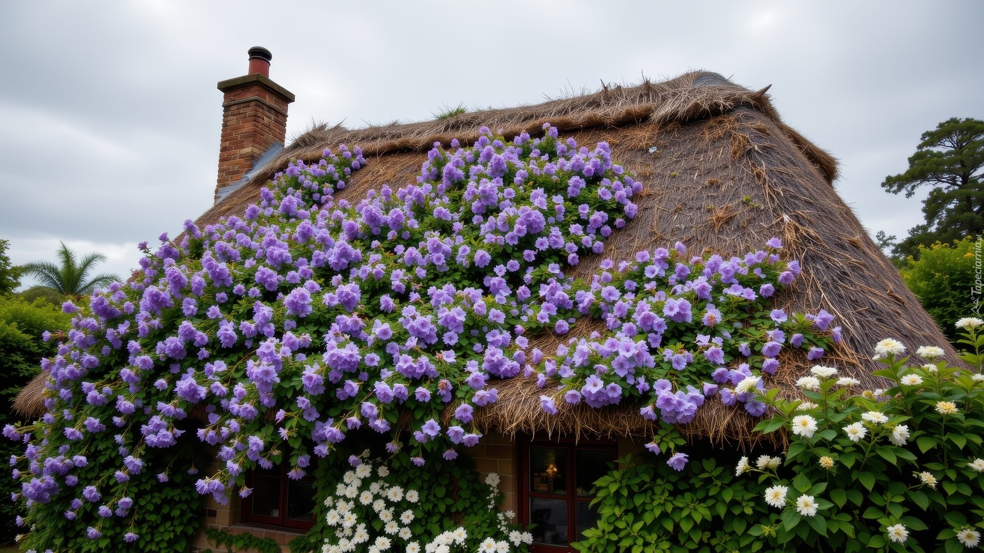 Stary, Dom, Strzecha, Fioletowe, Białe, Kwiaty, Dach, Komin